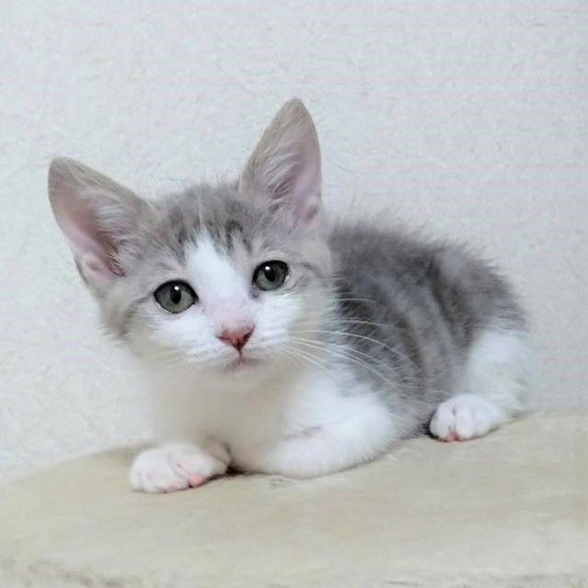 pet-image-9