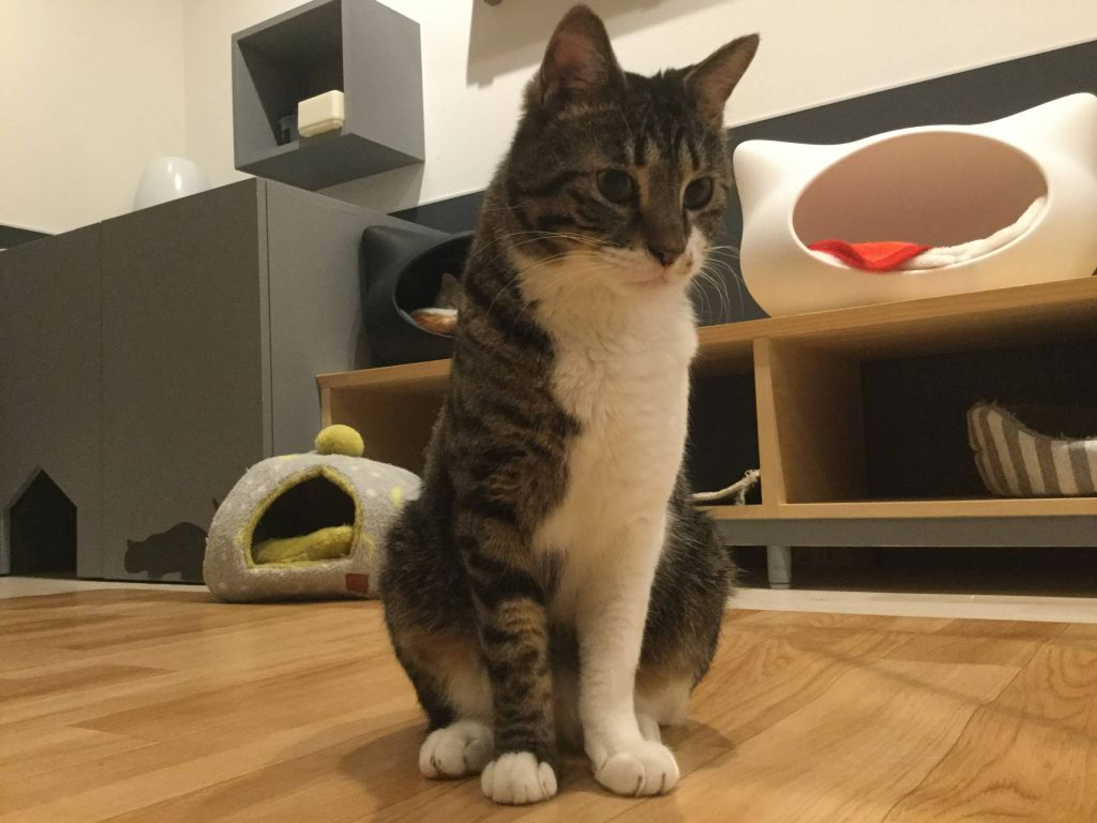 雑種（ミックス猫）・オスの里親募集の写真