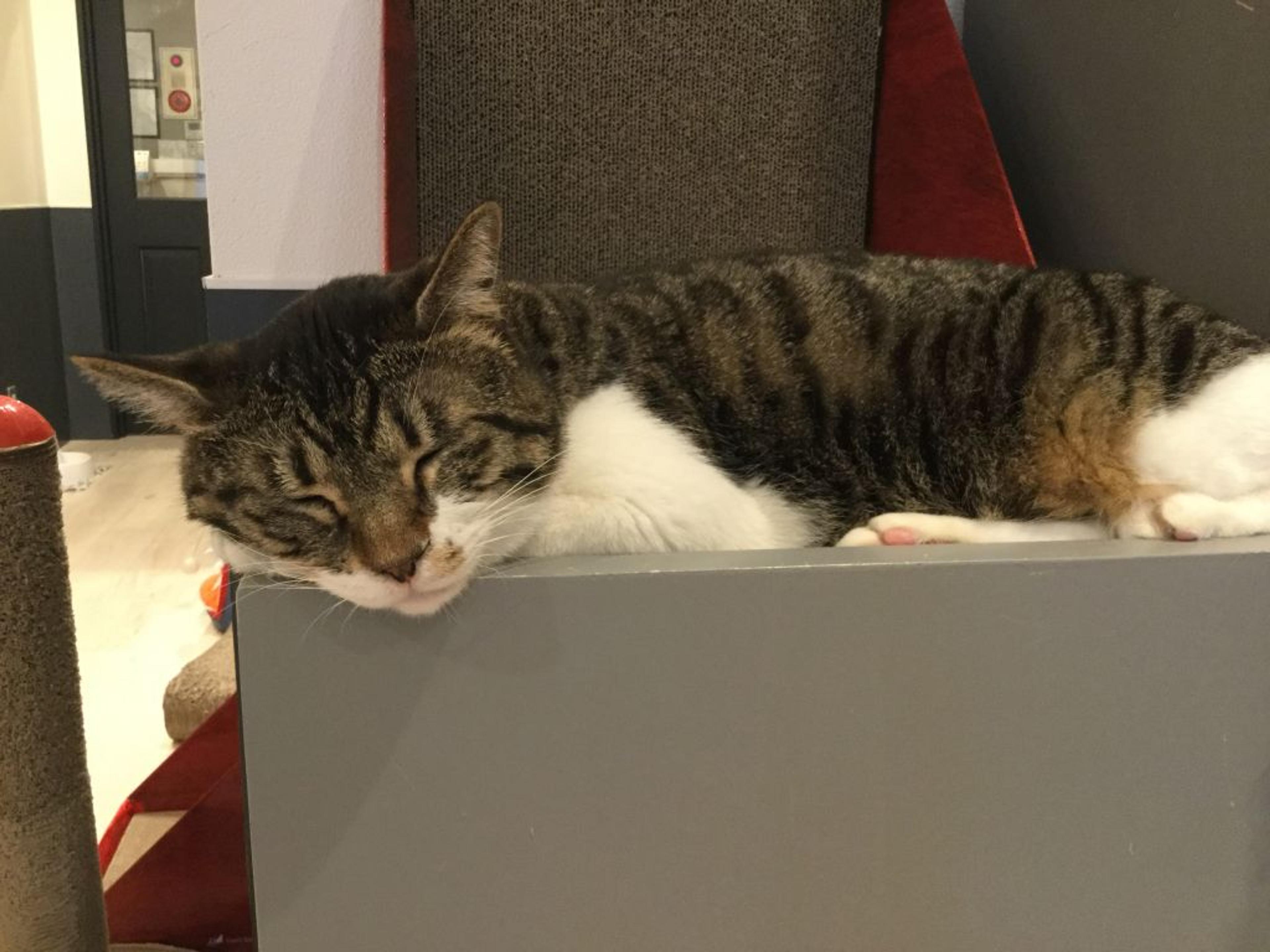 pet-image-2