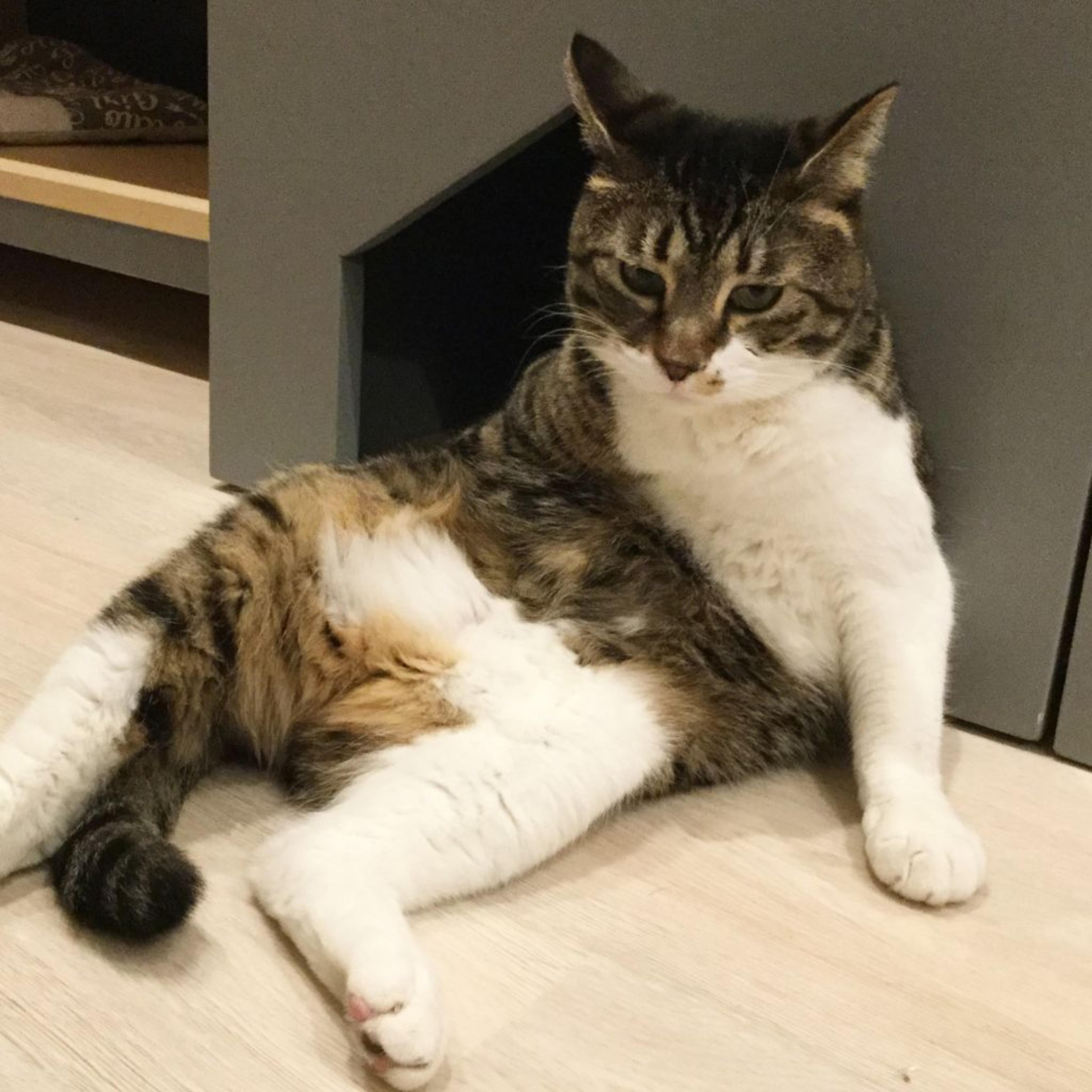 pet-image-3
