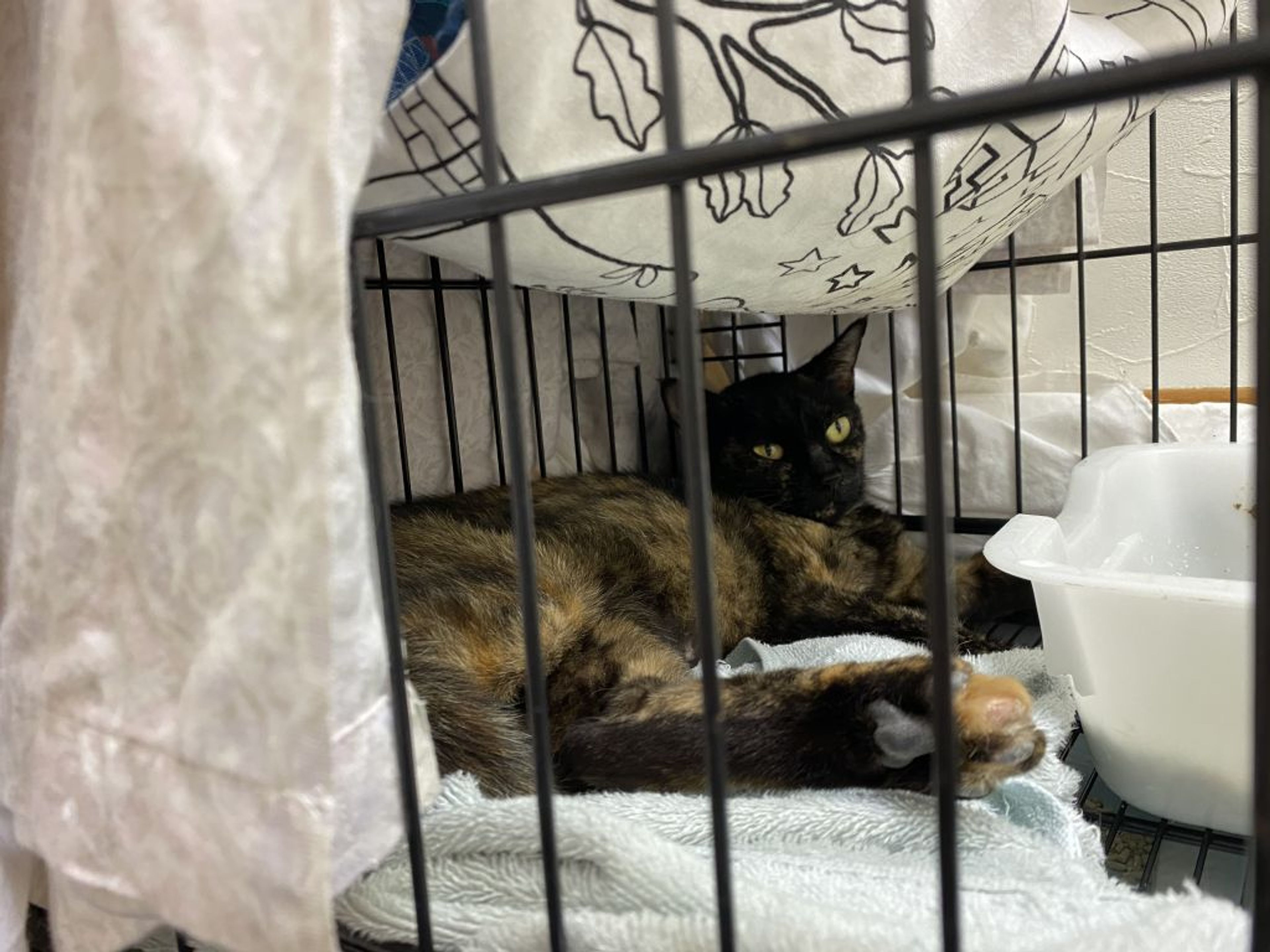 pet-image-2