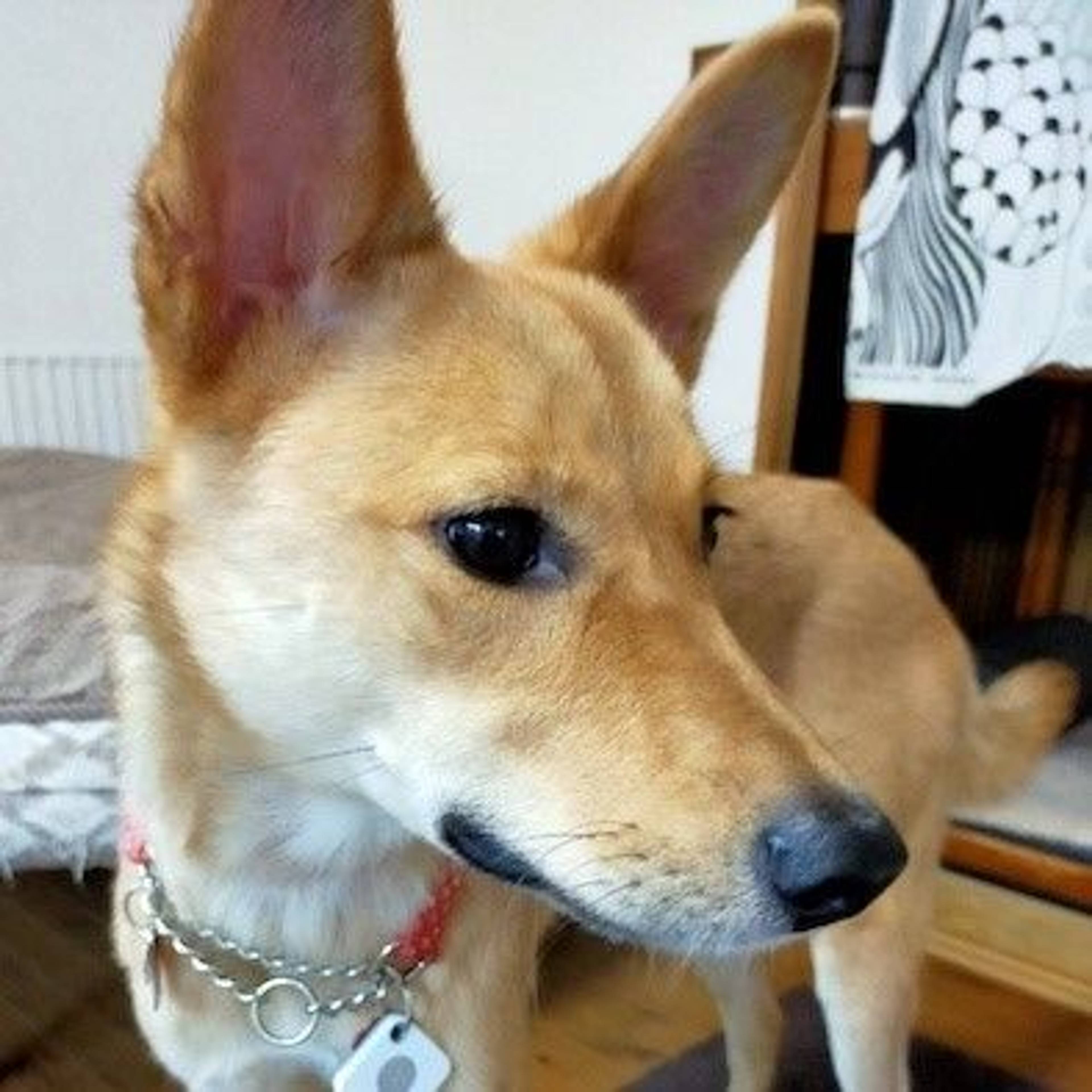 雑種（ミックス犬）・メスの里親募集の写真
