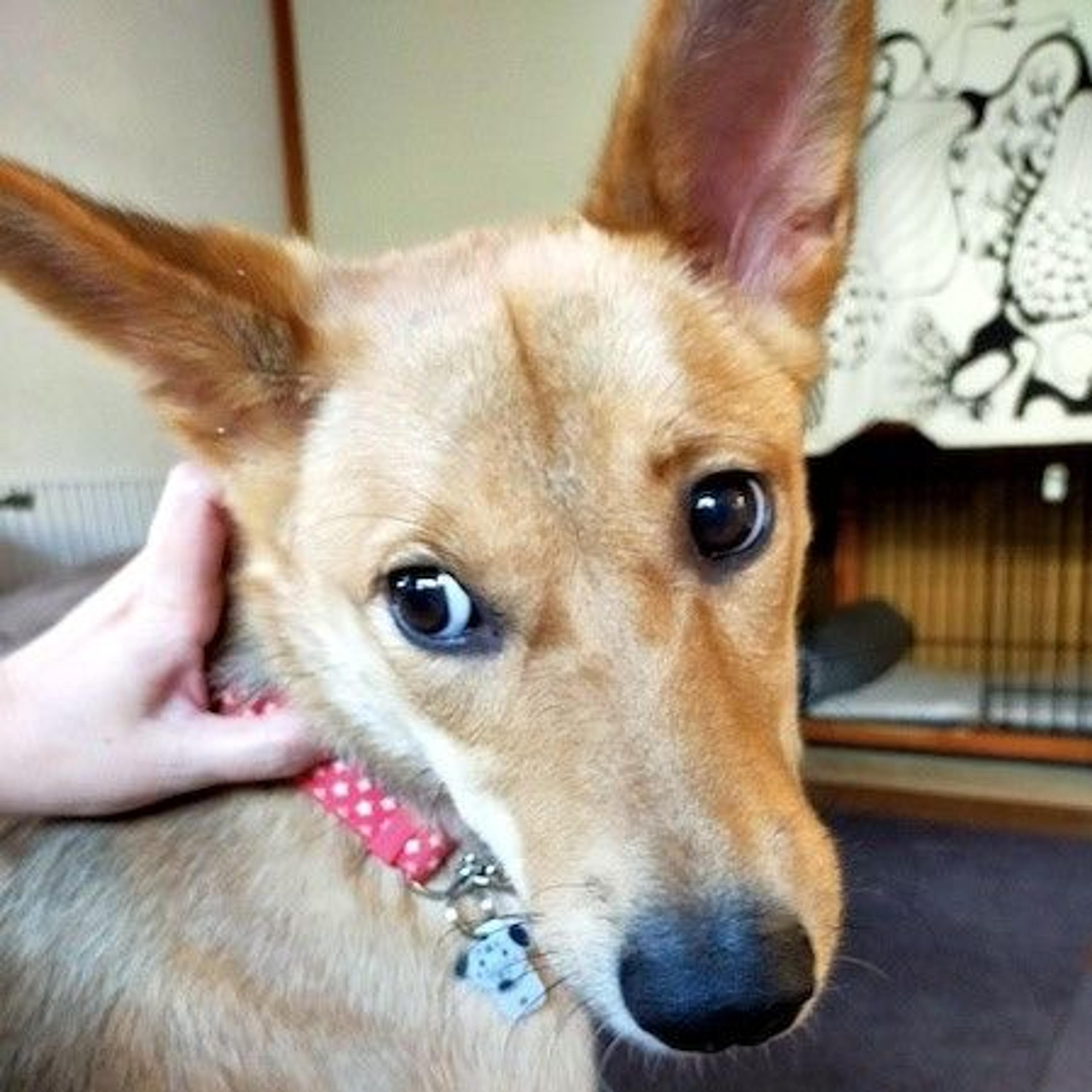 pet-image-2