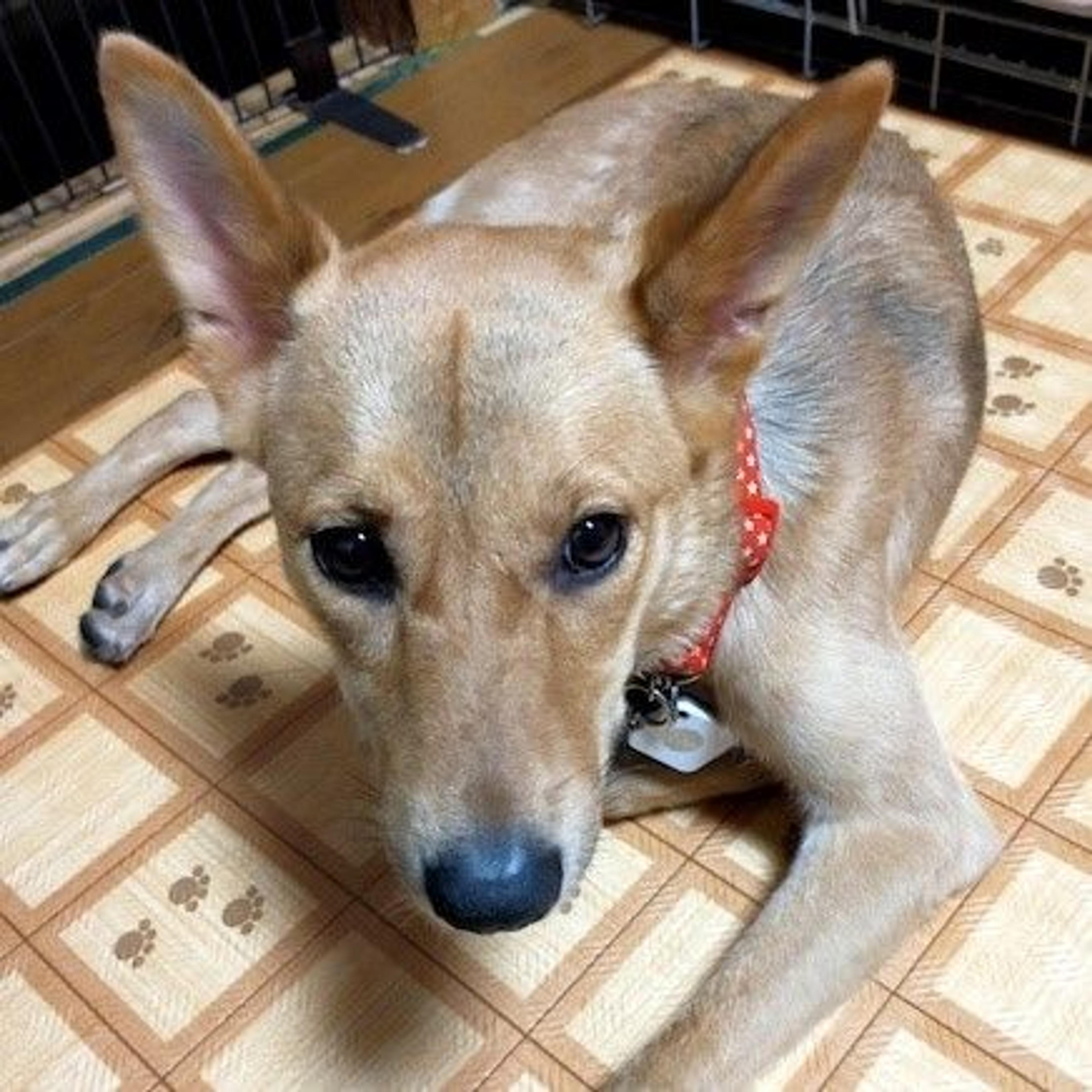 pet-image-3