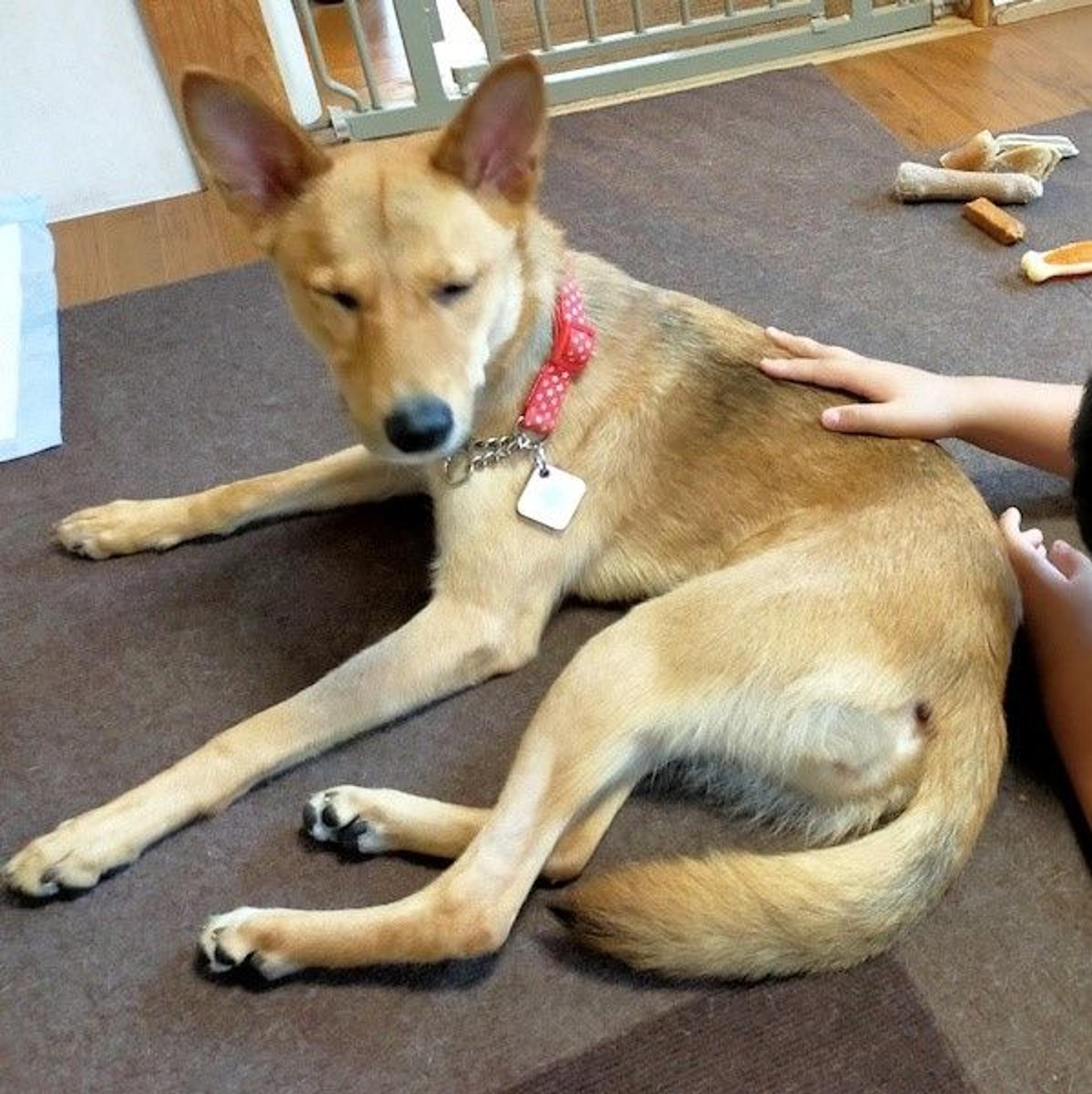 pet-image-4