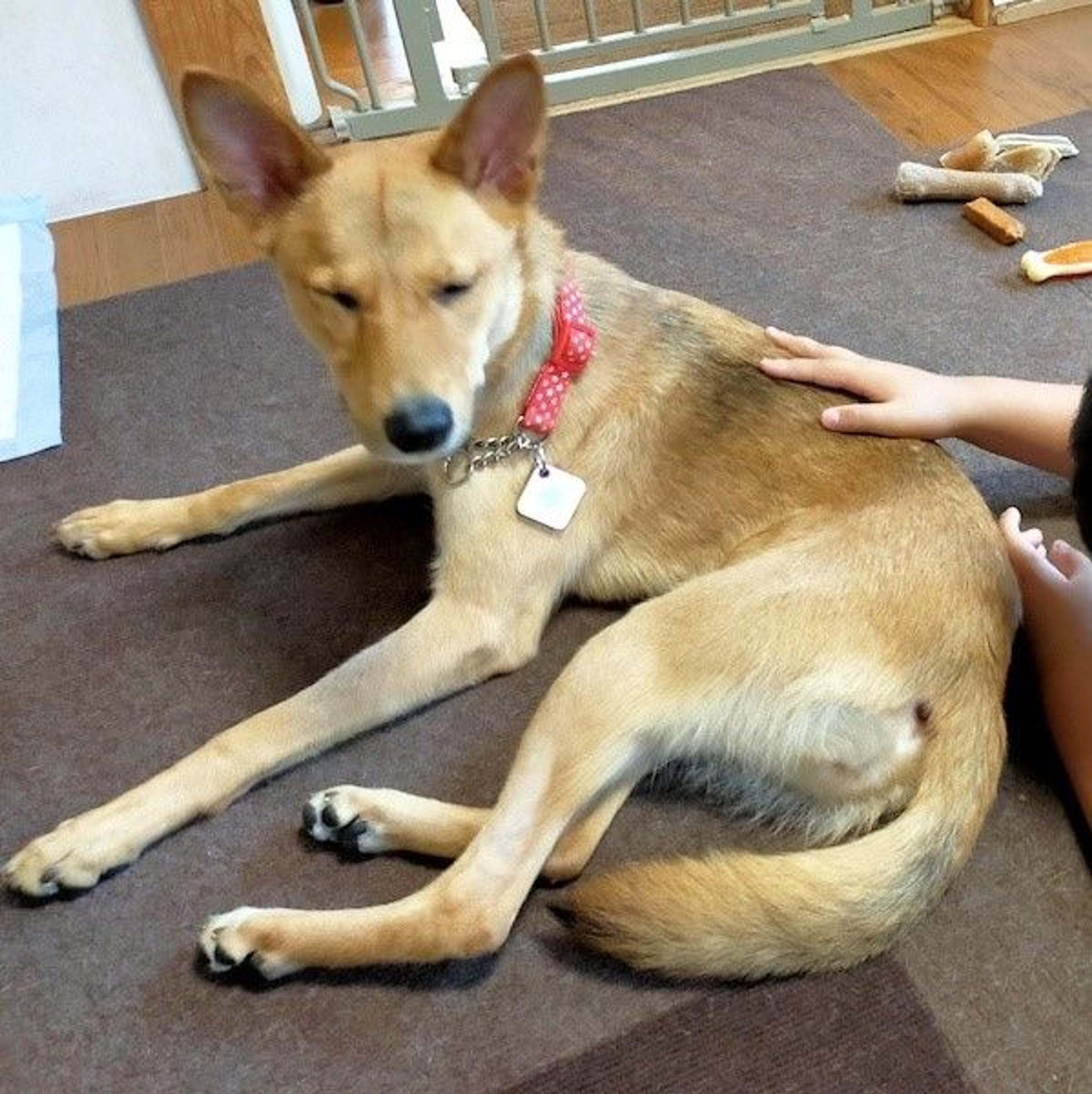 pet-image-4