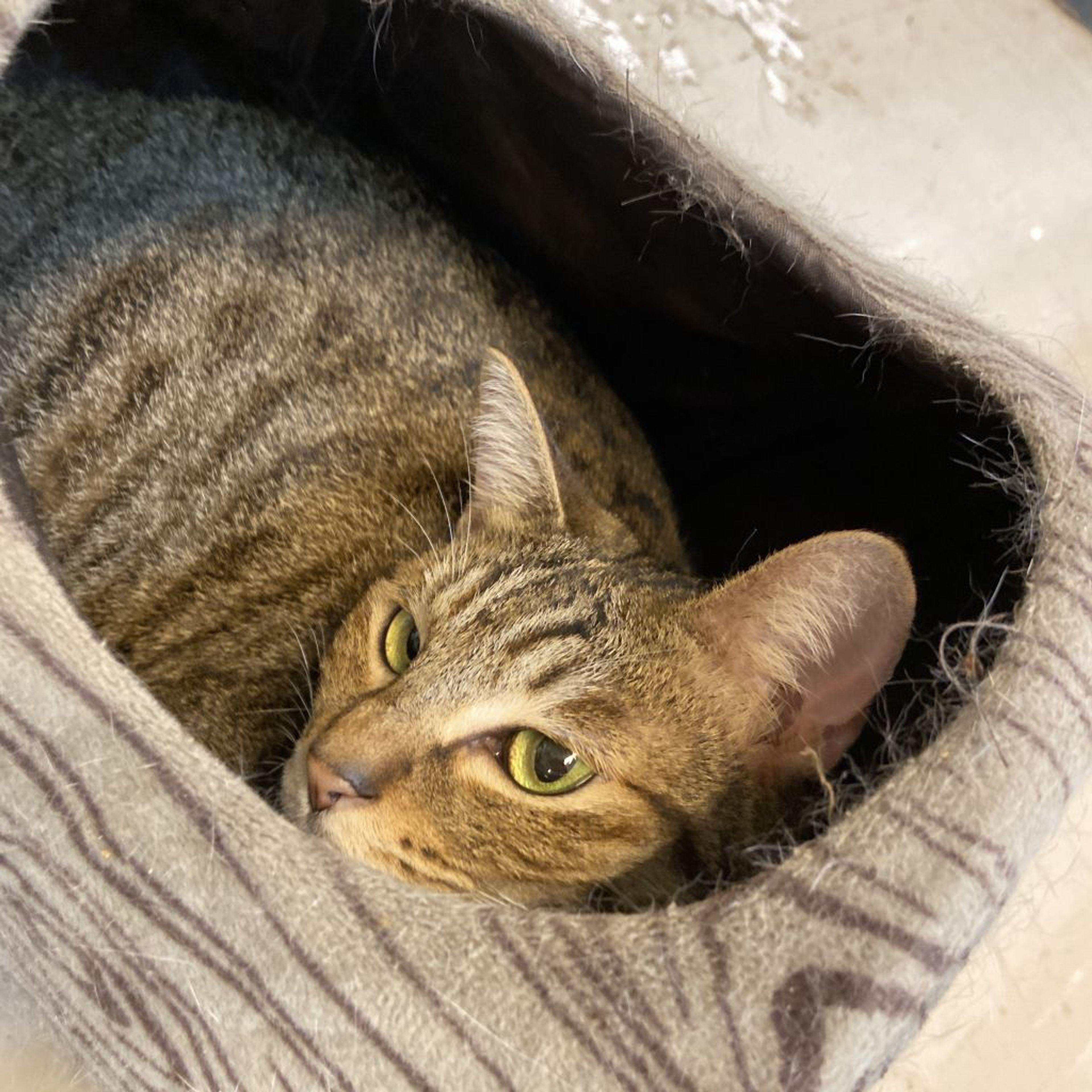 pet-image-2