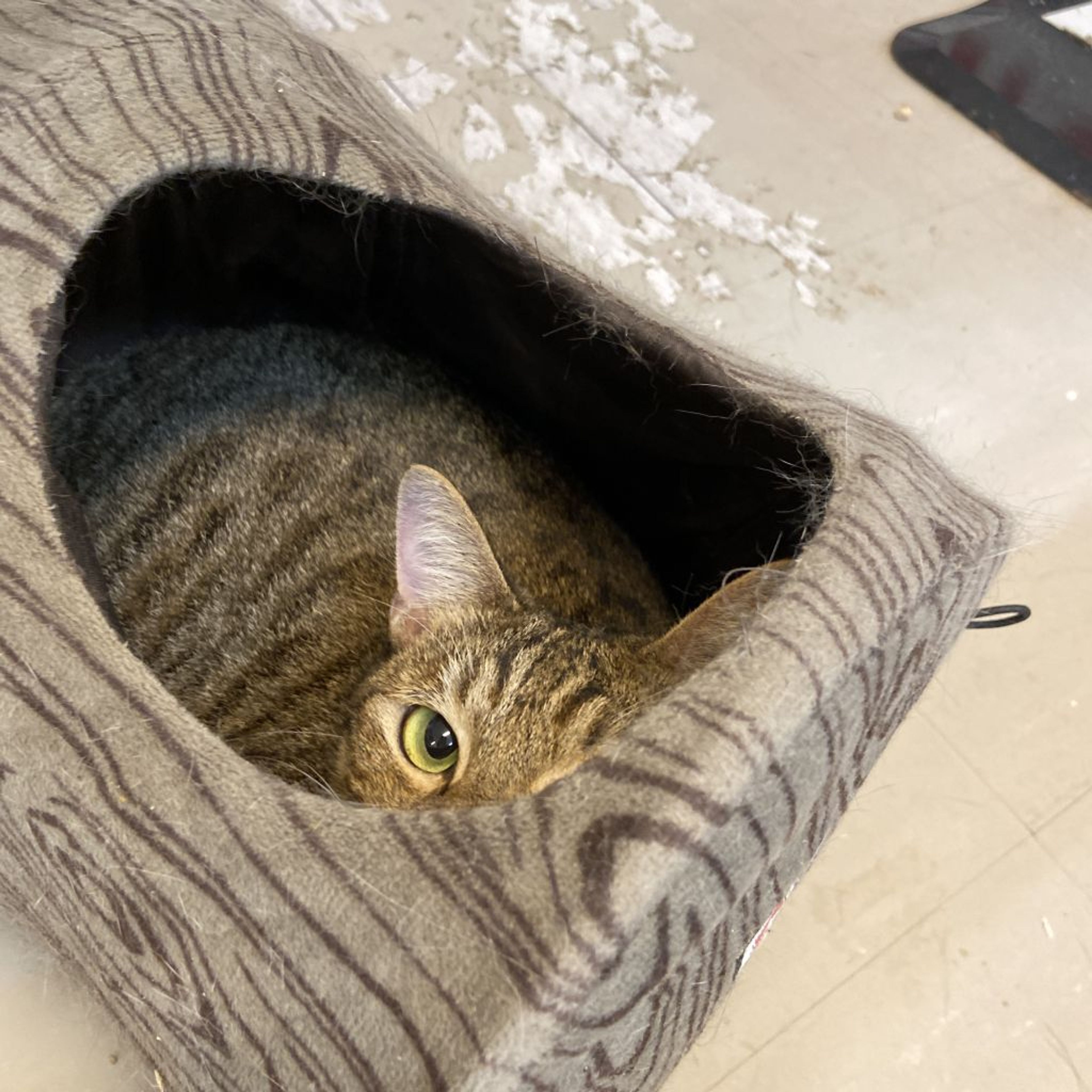 pet-image-3