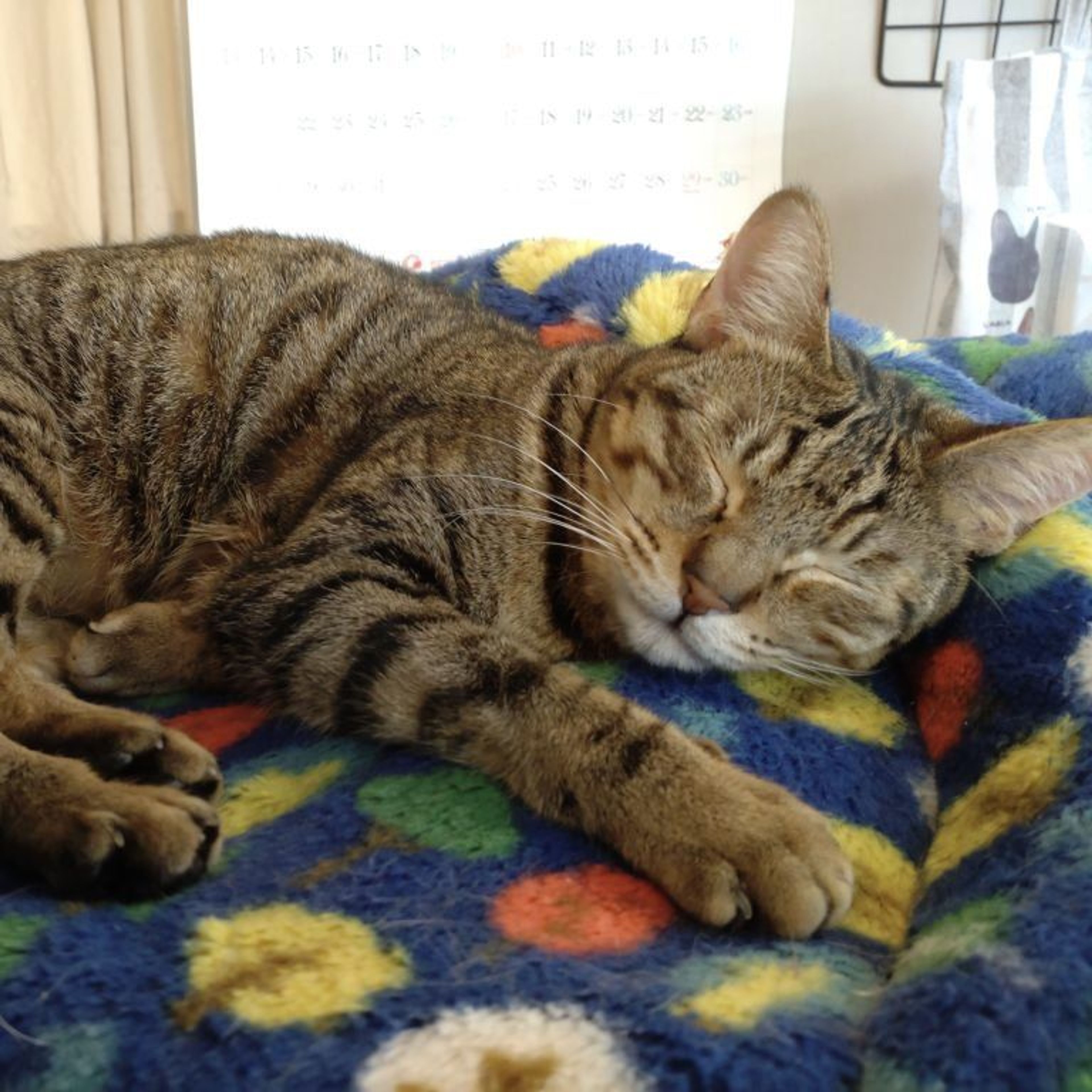 pet-image-4