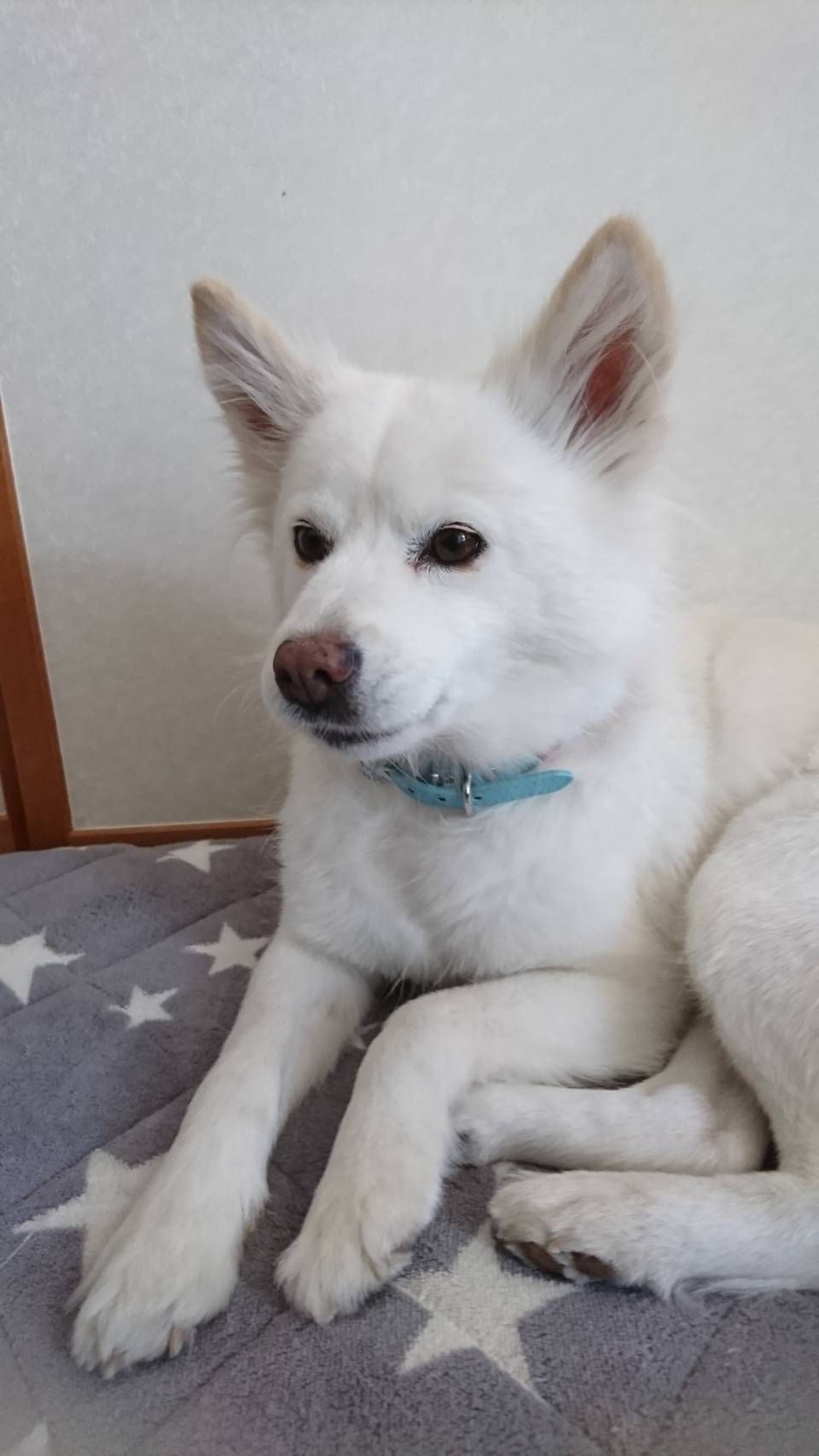 雑種（ミックス犬）・メスの里親募集の写真