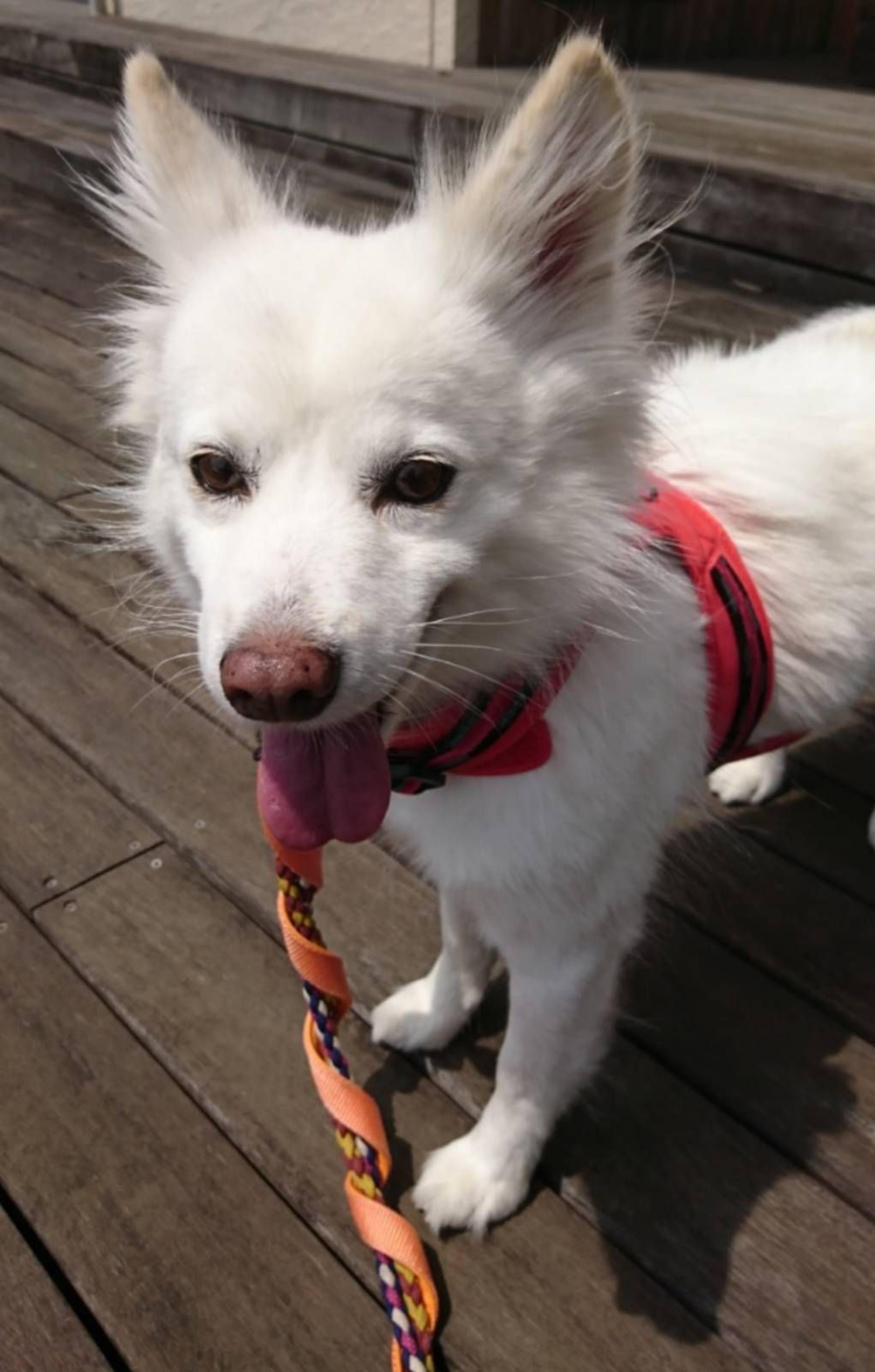 pet-image-2