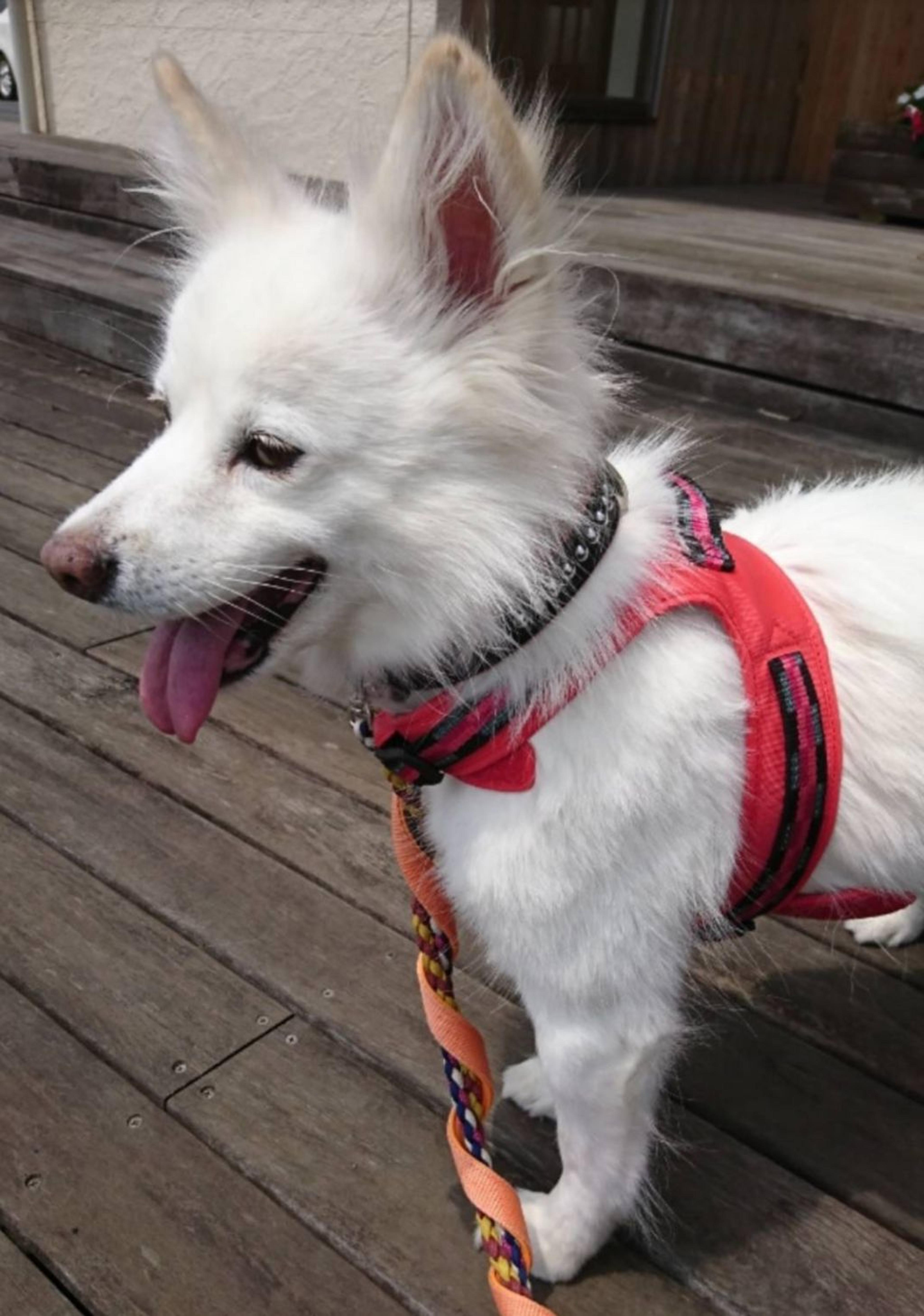 pet-image-3