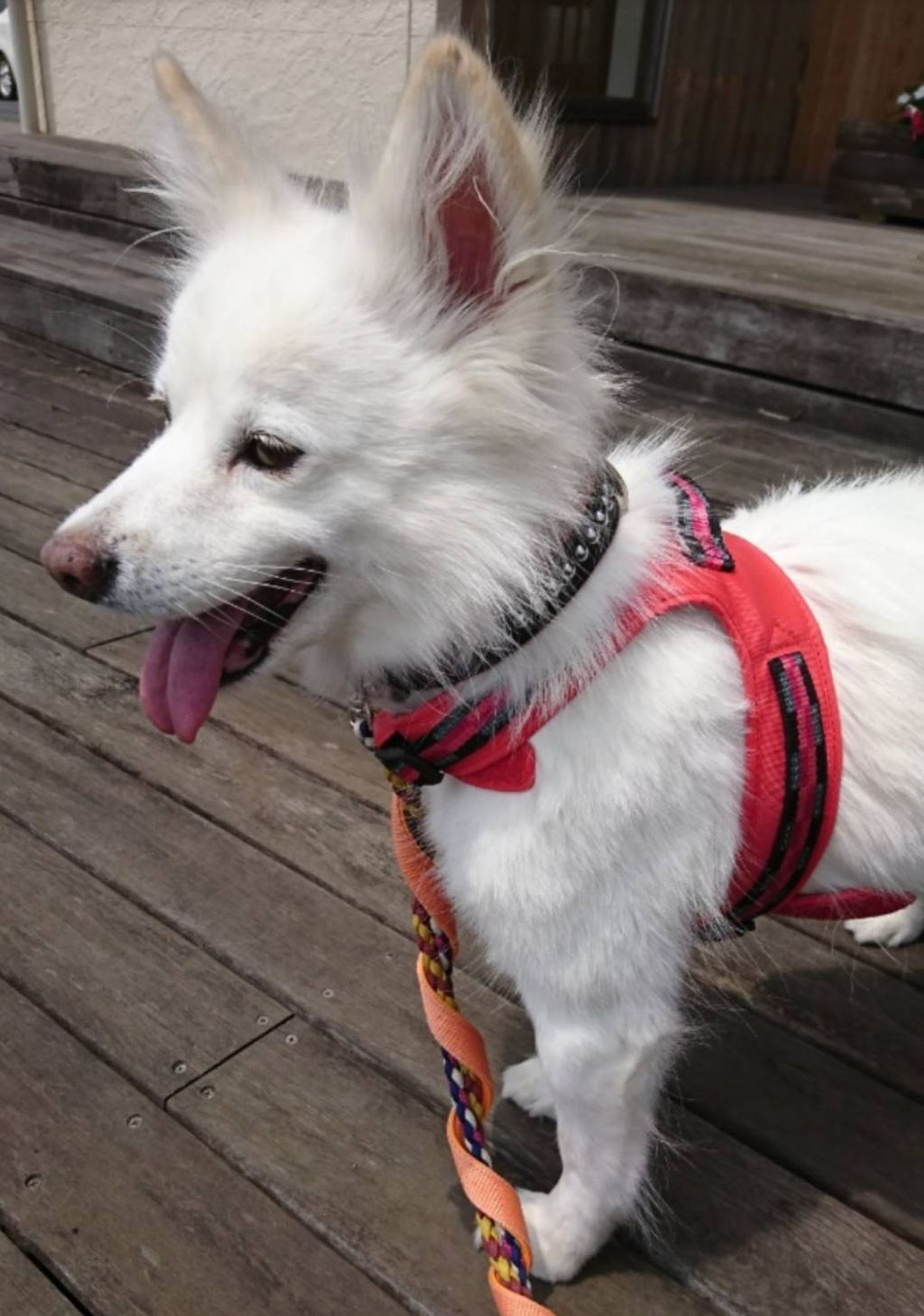 pet-image-3
