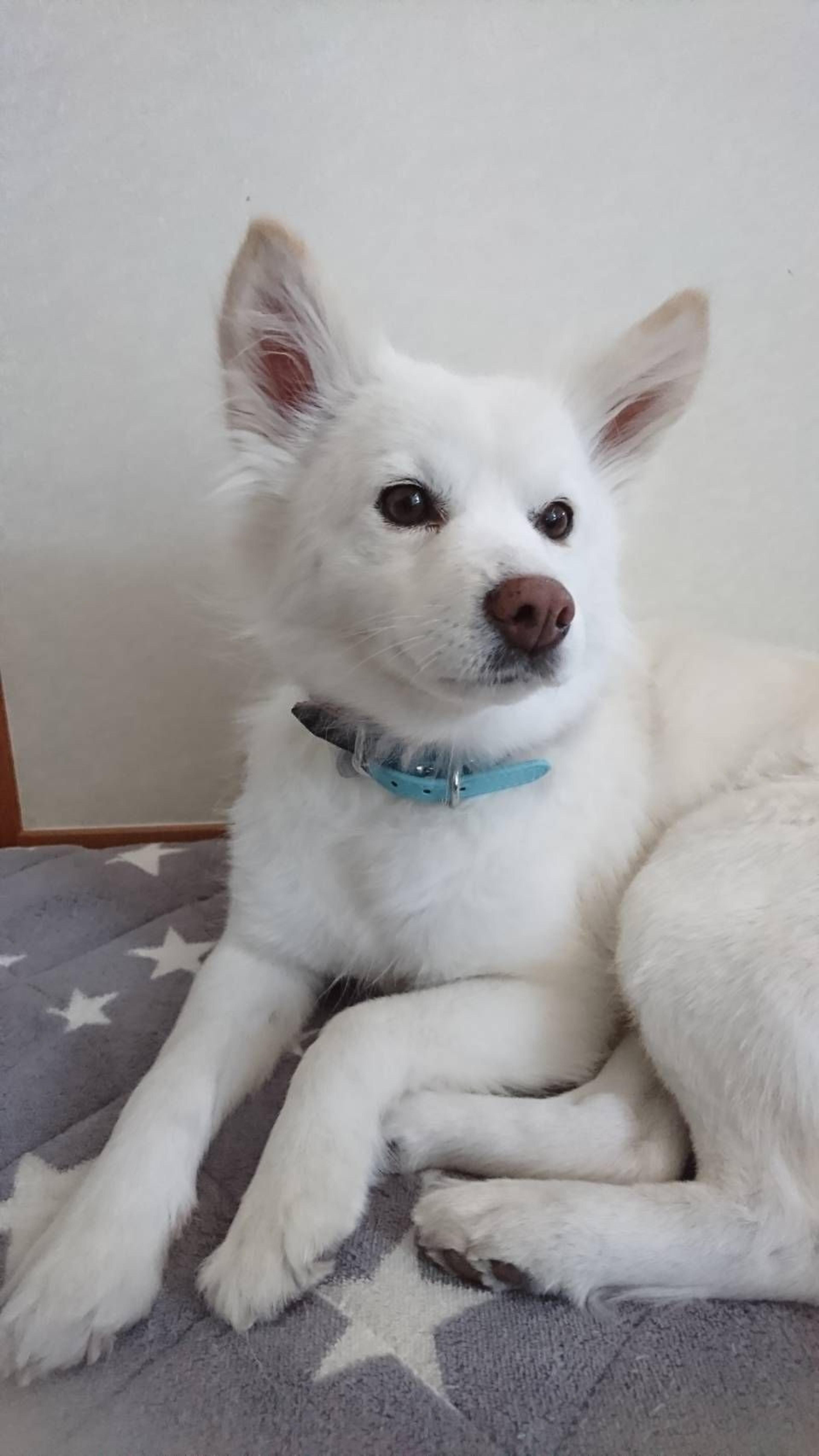 pet-image-4