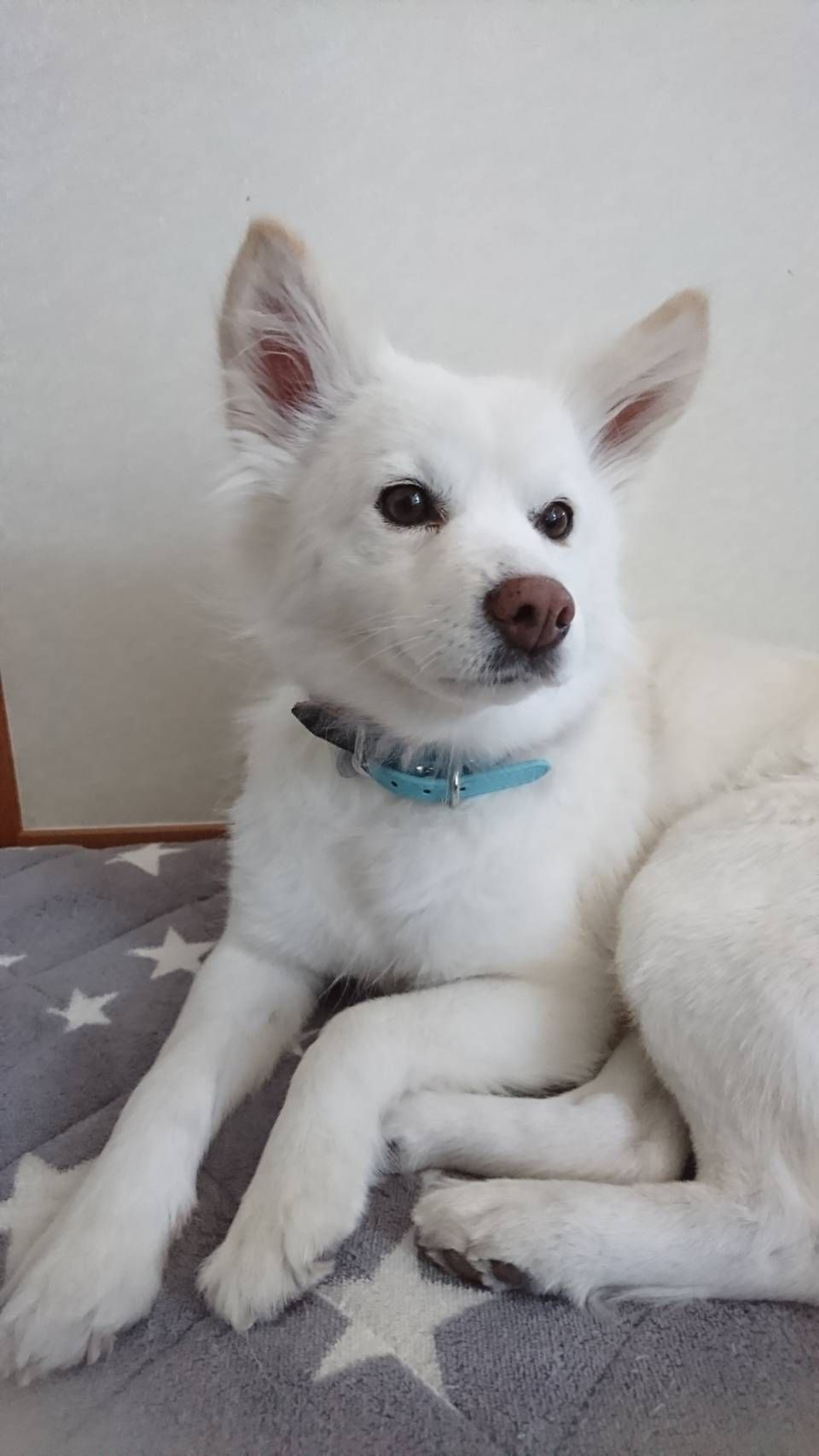 pet-image-4
