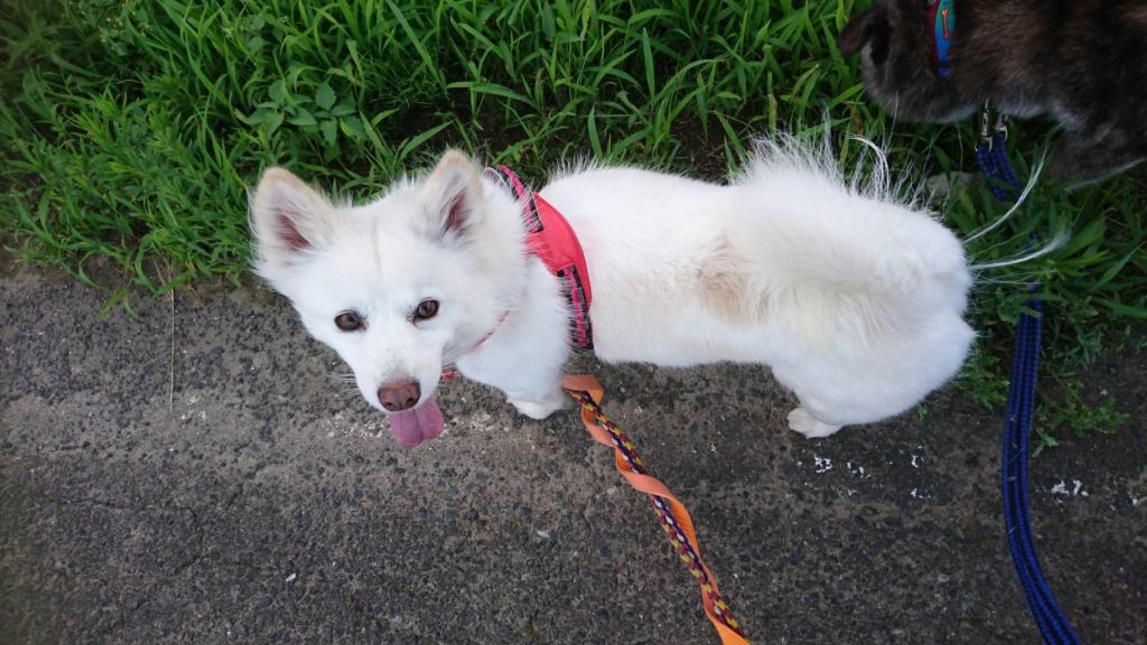 pet-image-6