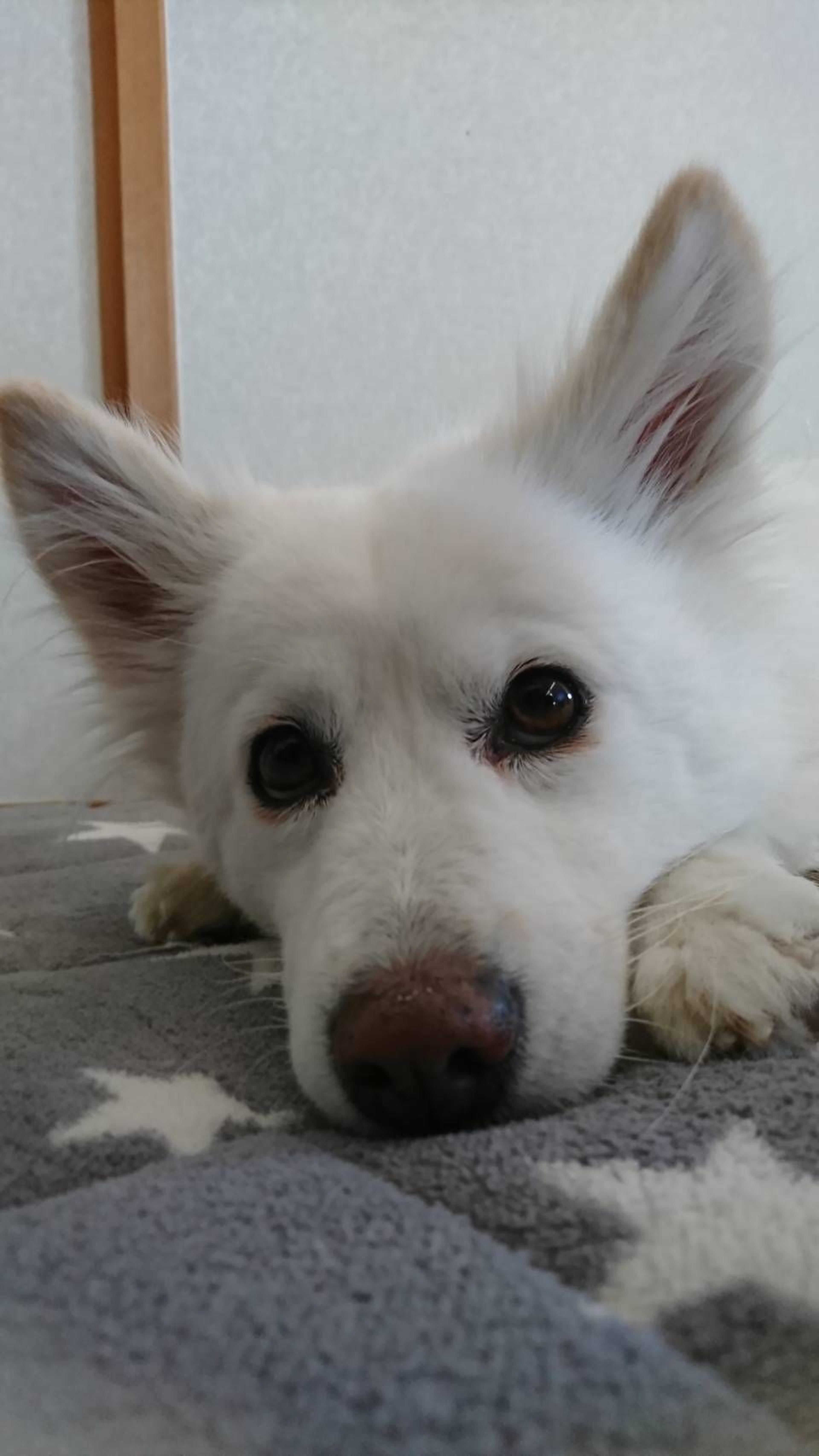 pet-image-7