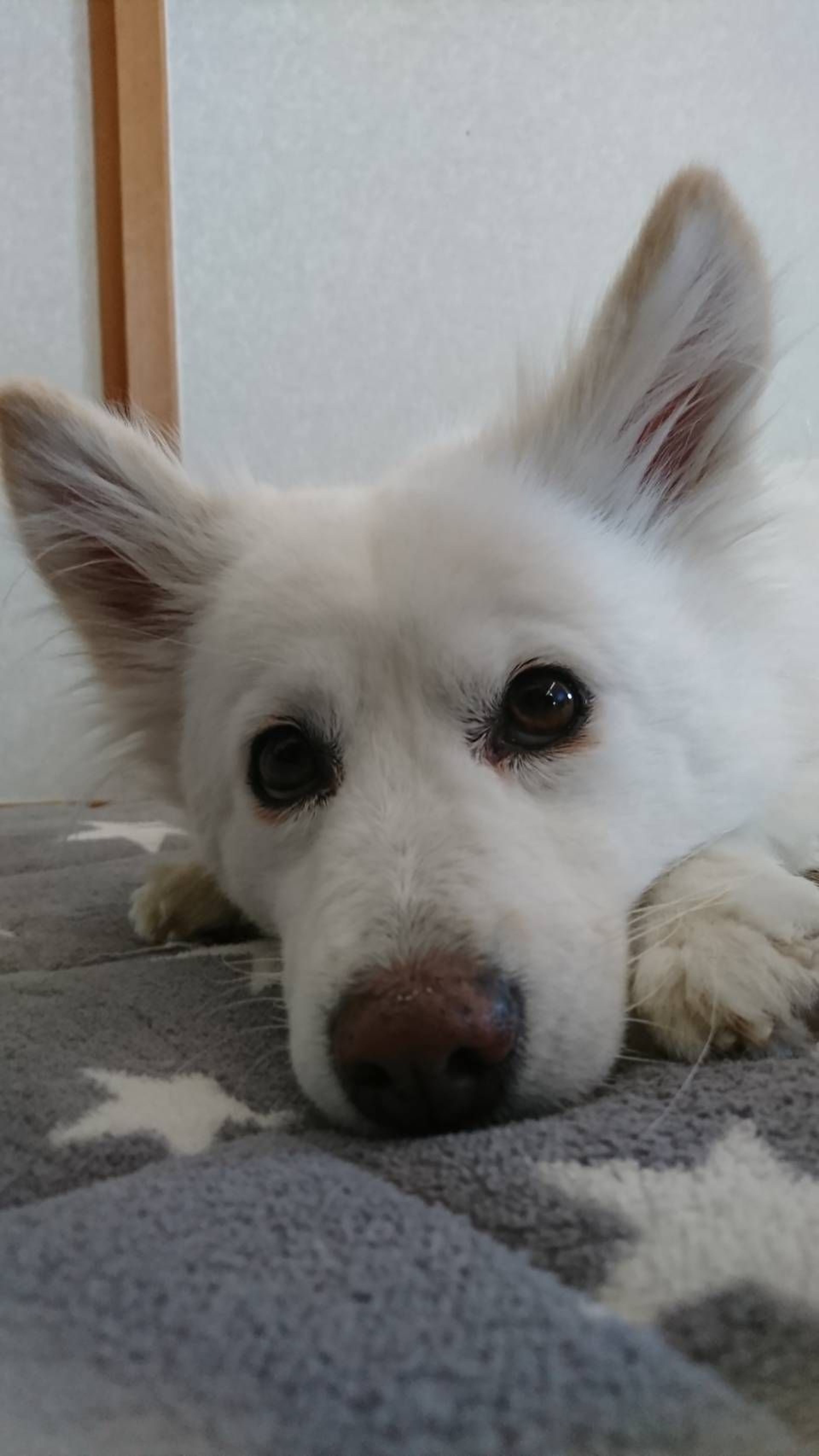 pet-image-7