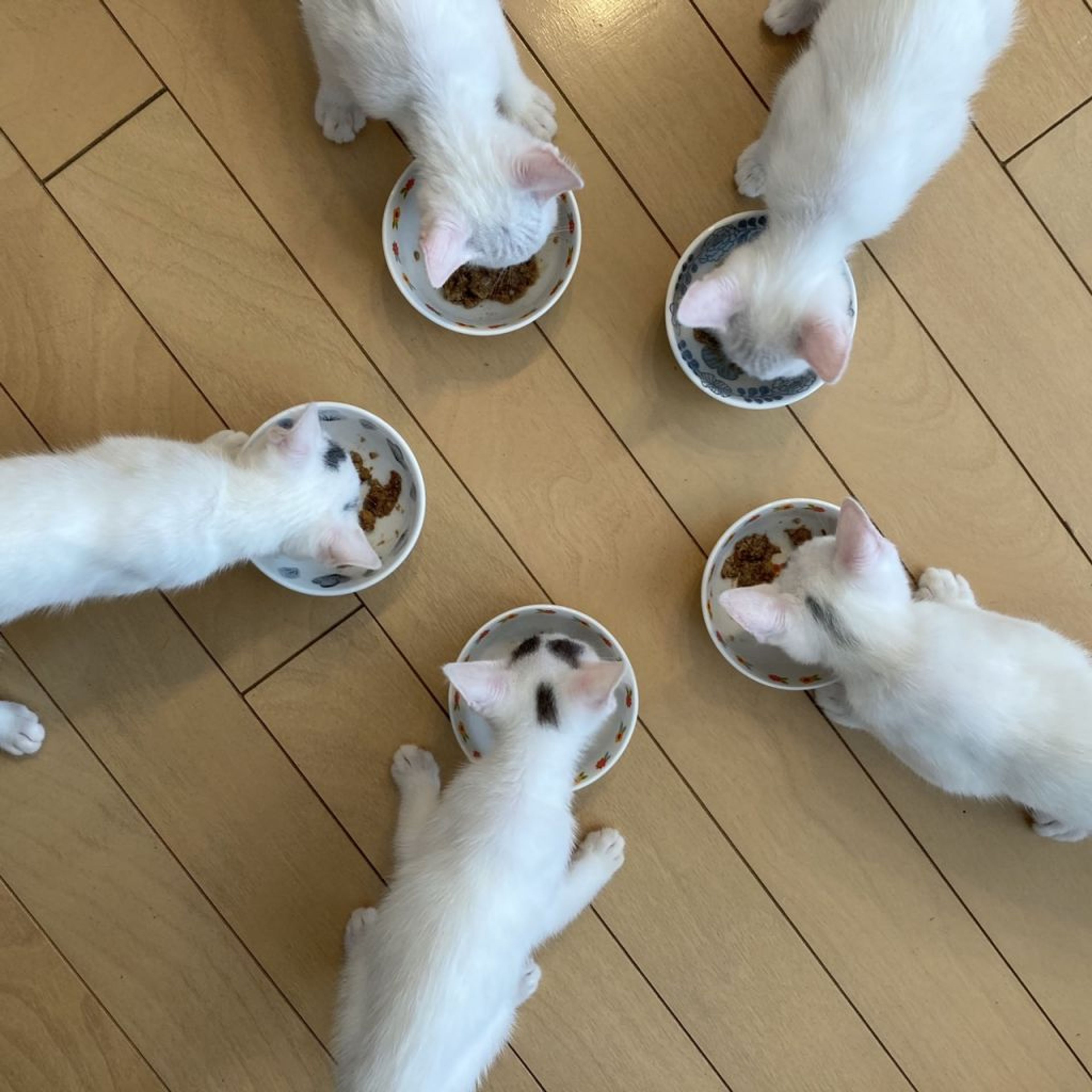 pet-image-9