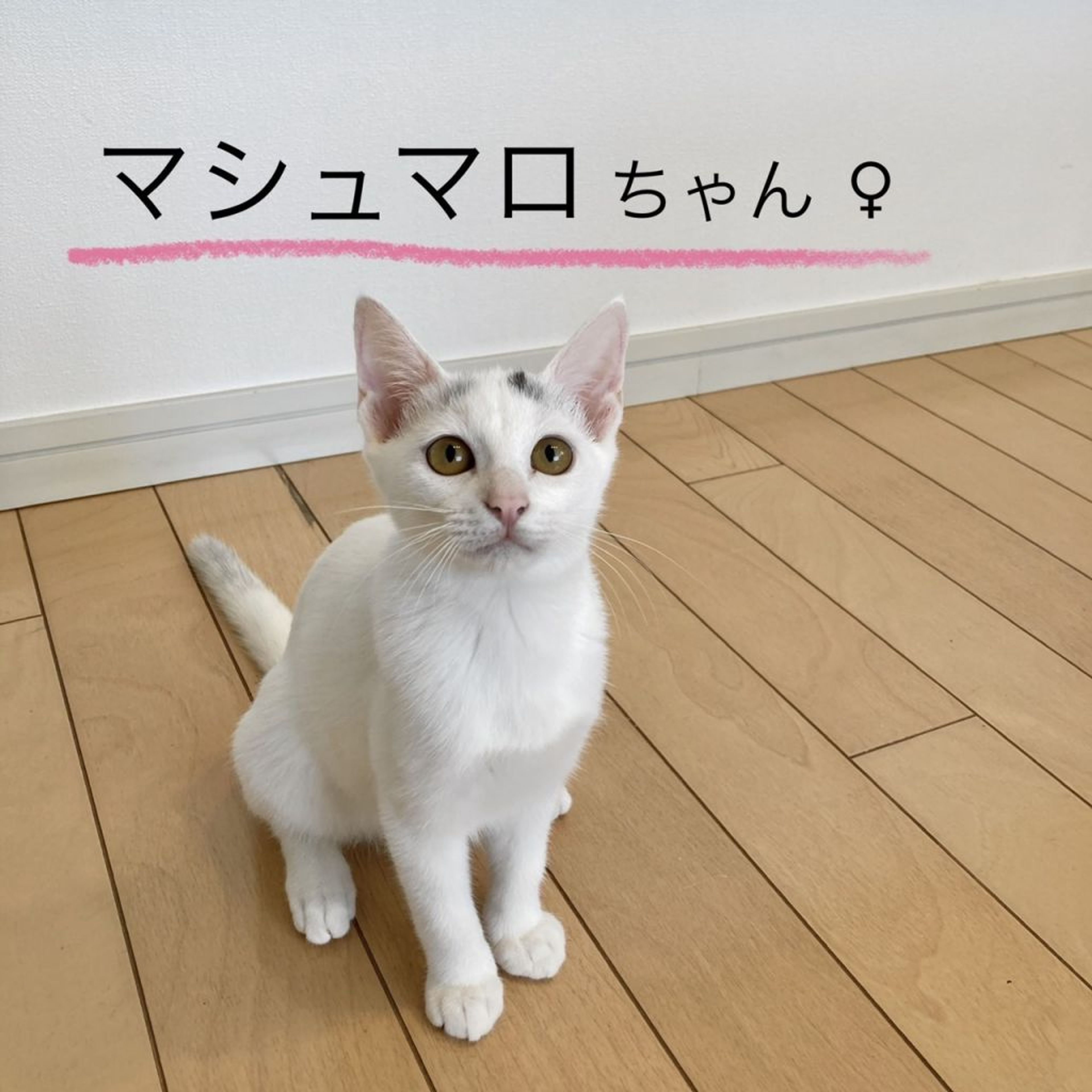 pet-image-3