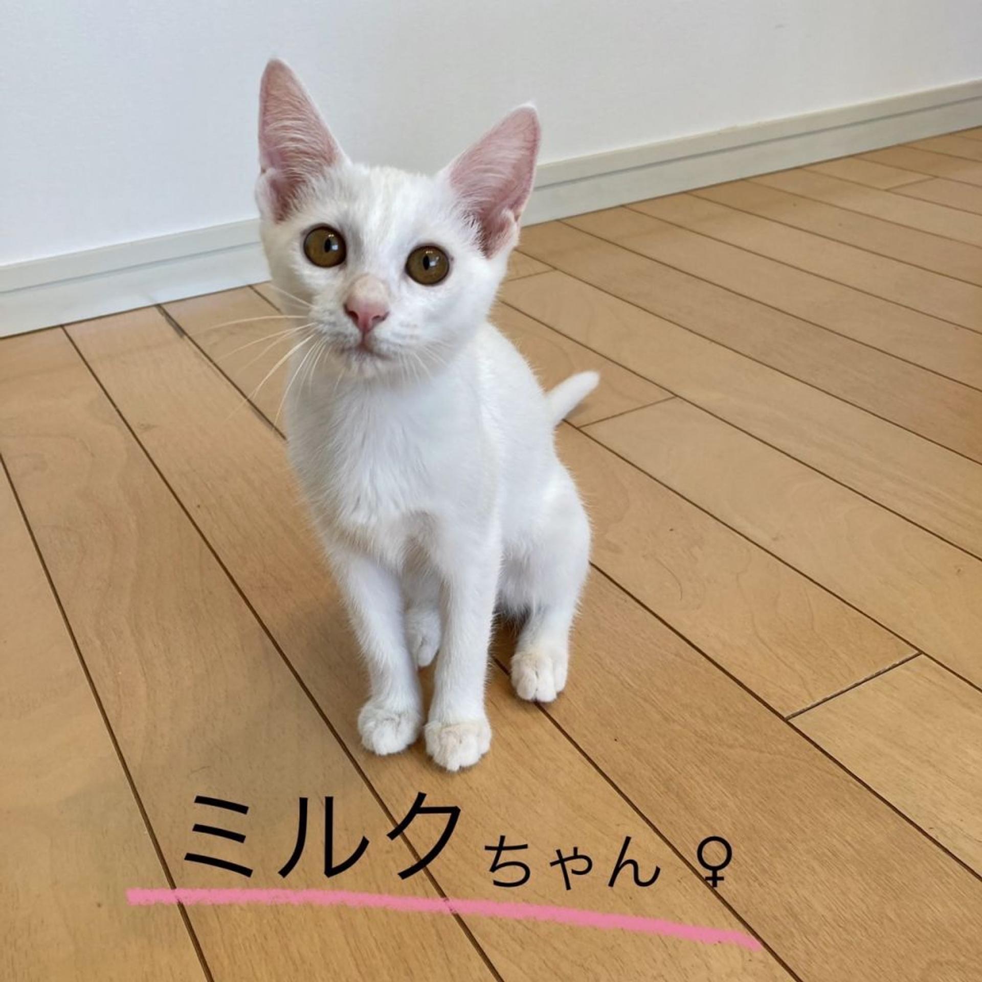 pet-image-4