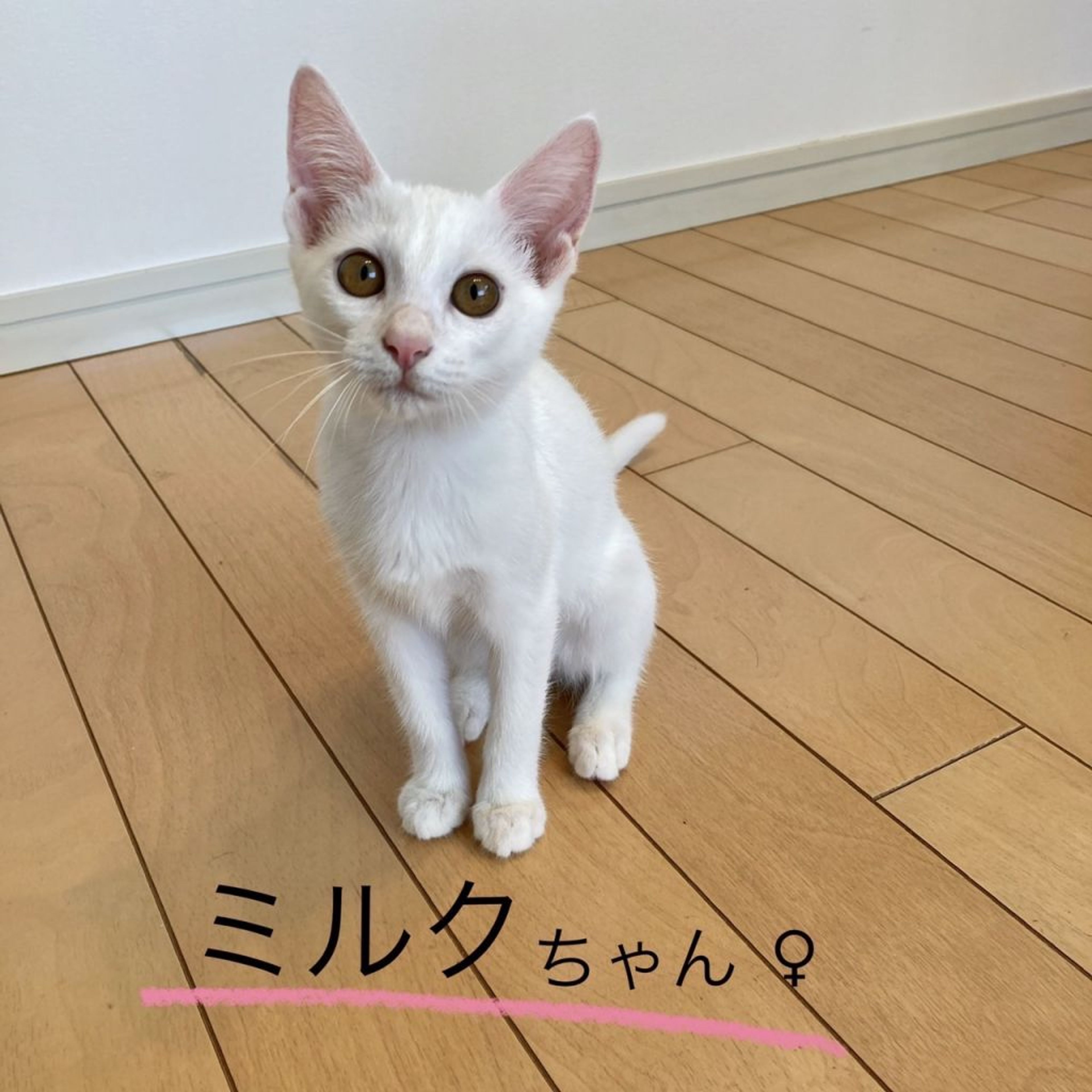 pet-image-4