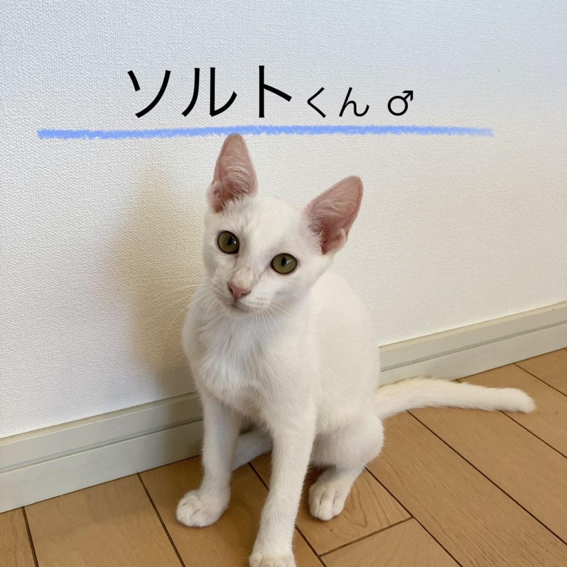 pet-image-5