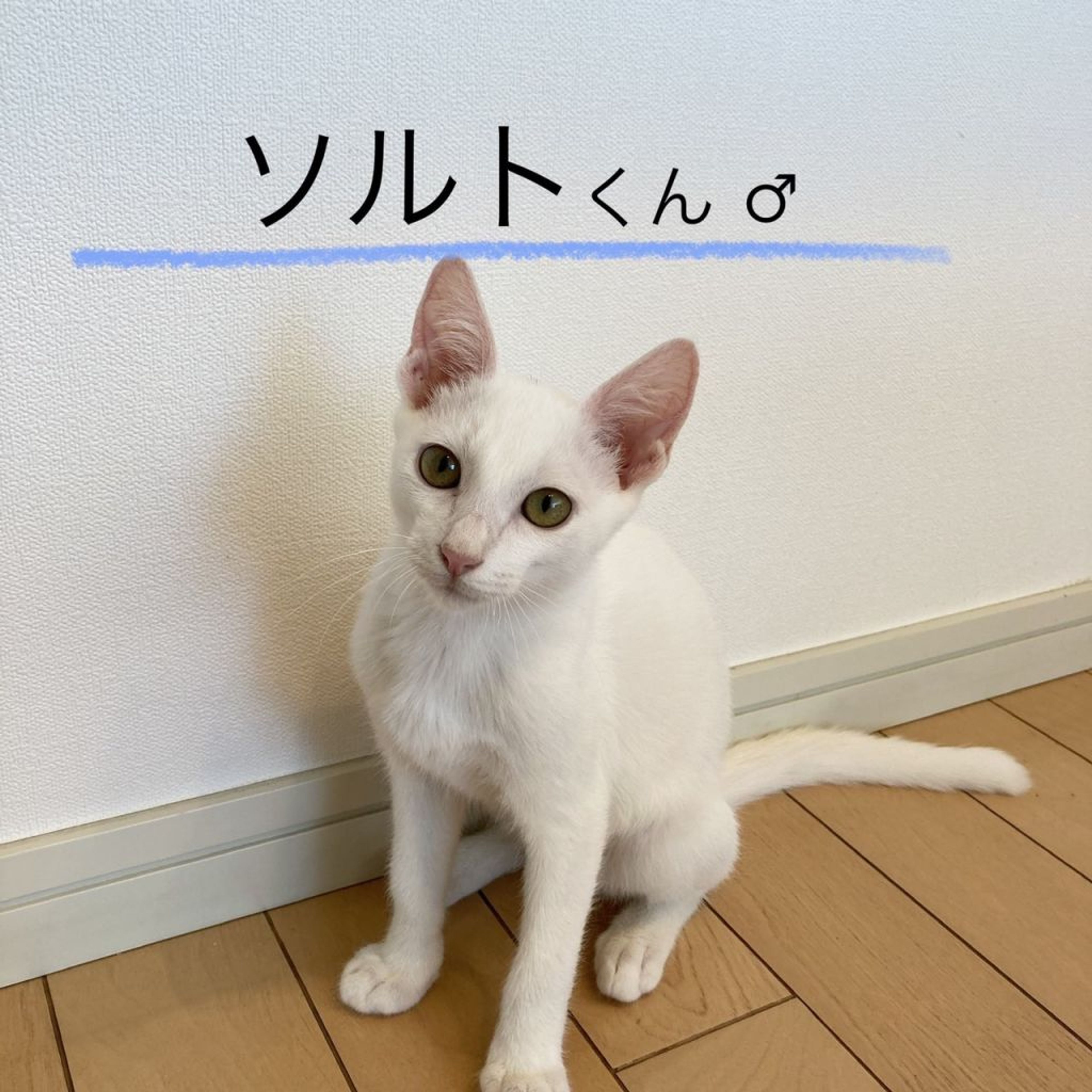 pet-image-5