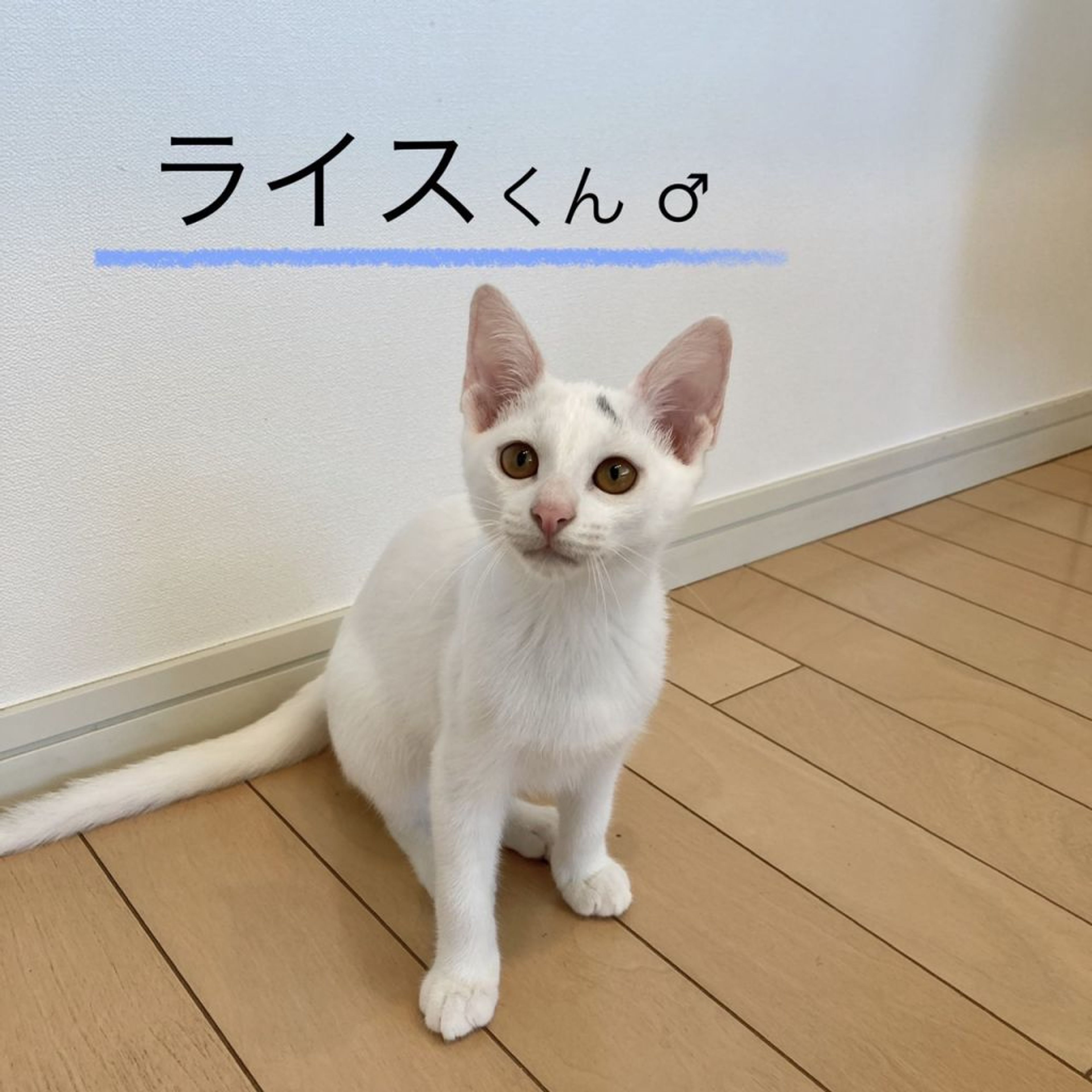pet-image-6