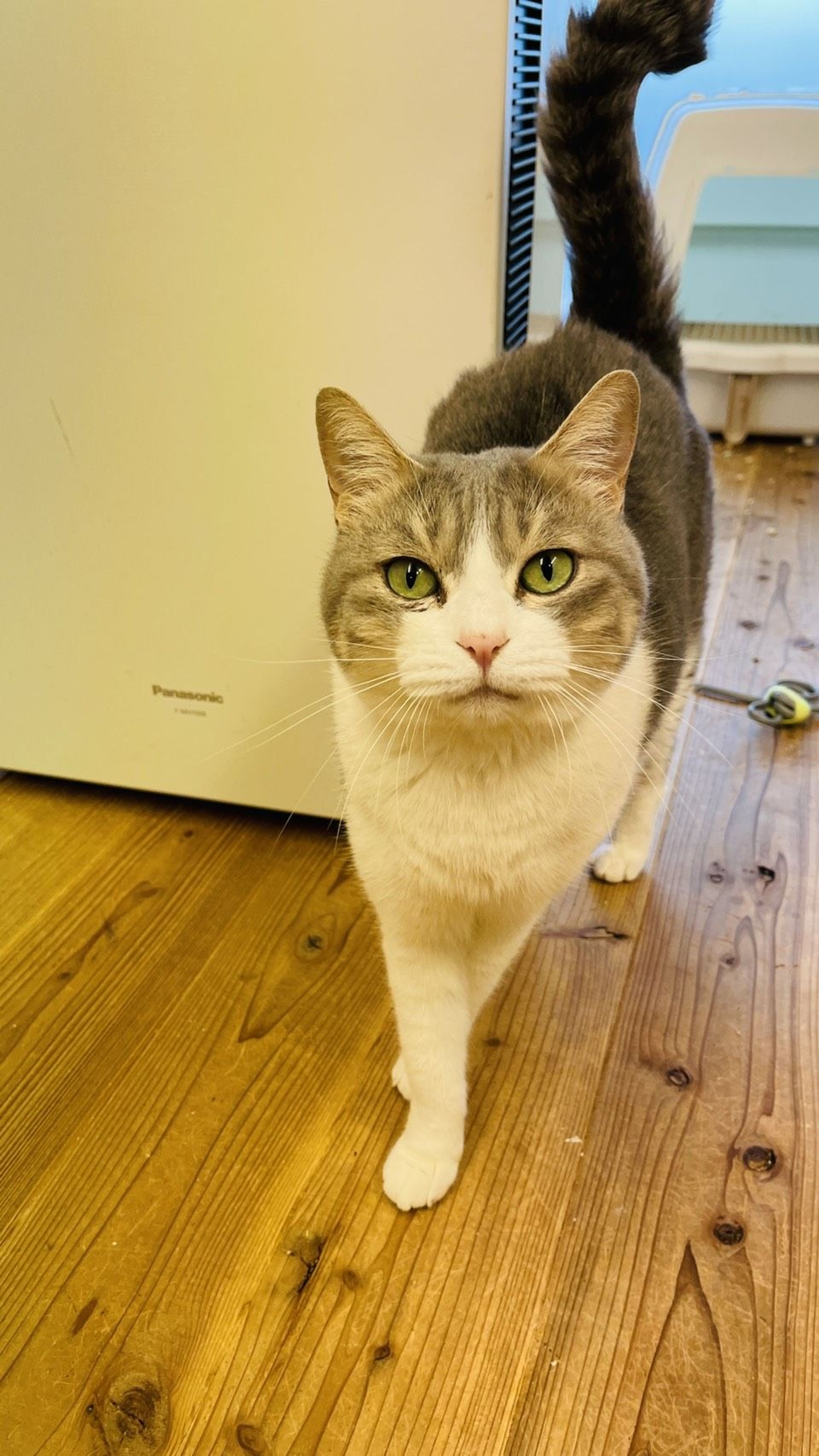雑種（ミックス猫）・メスの里親募集の写真