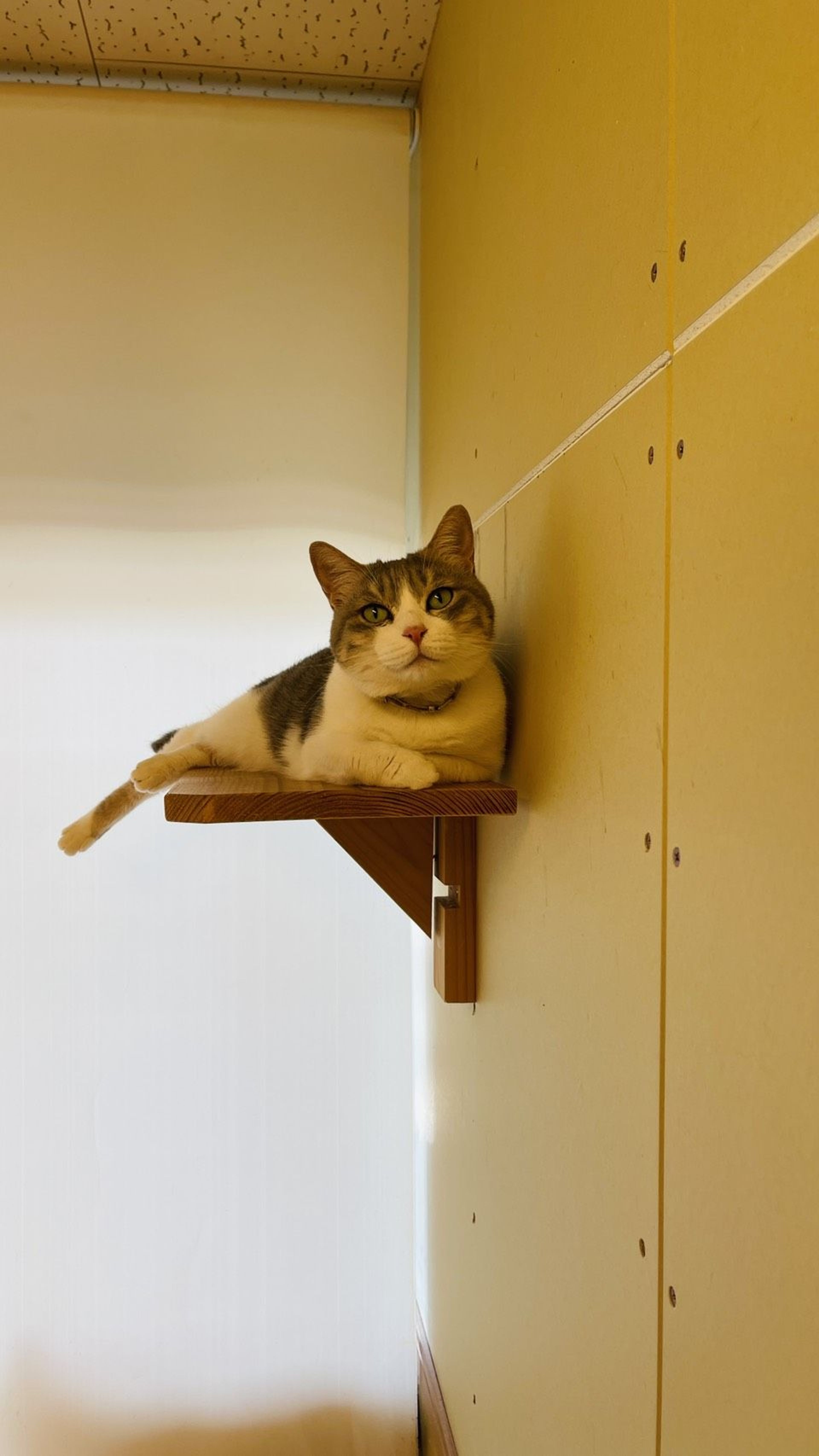 pet-image-3