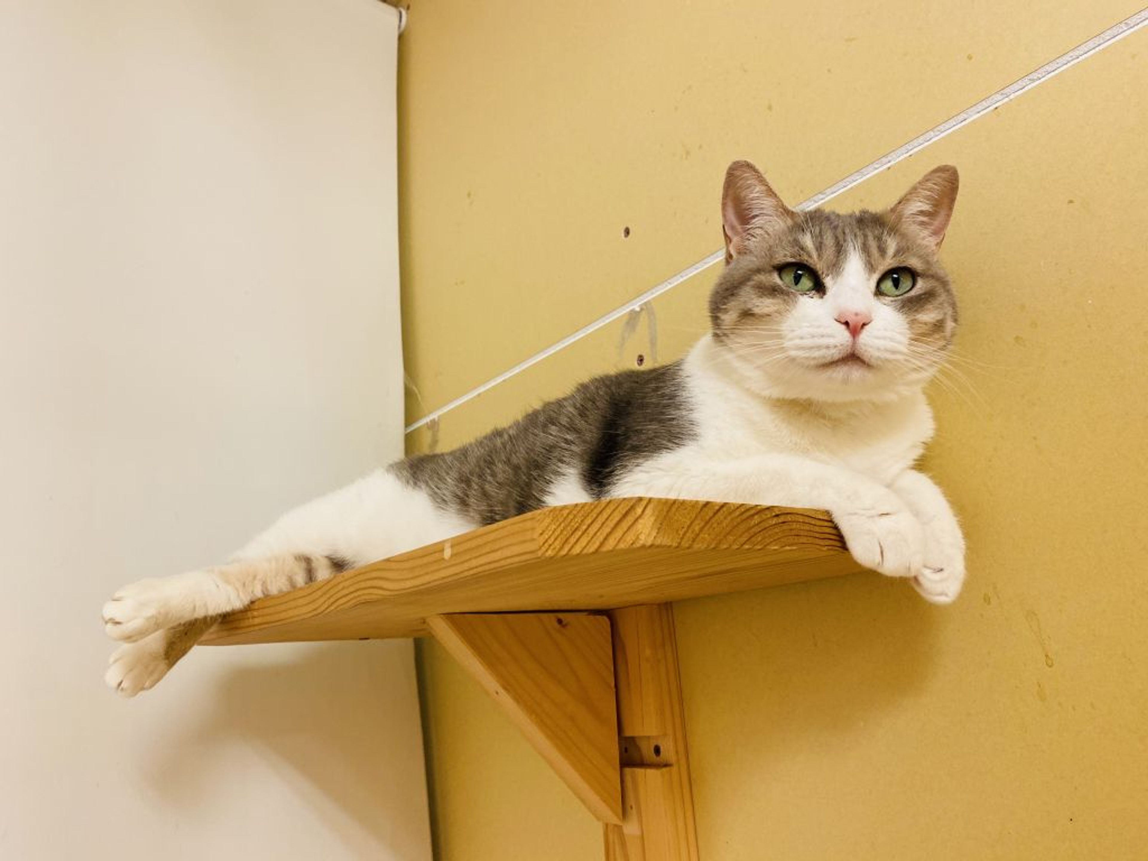 pet-image-4