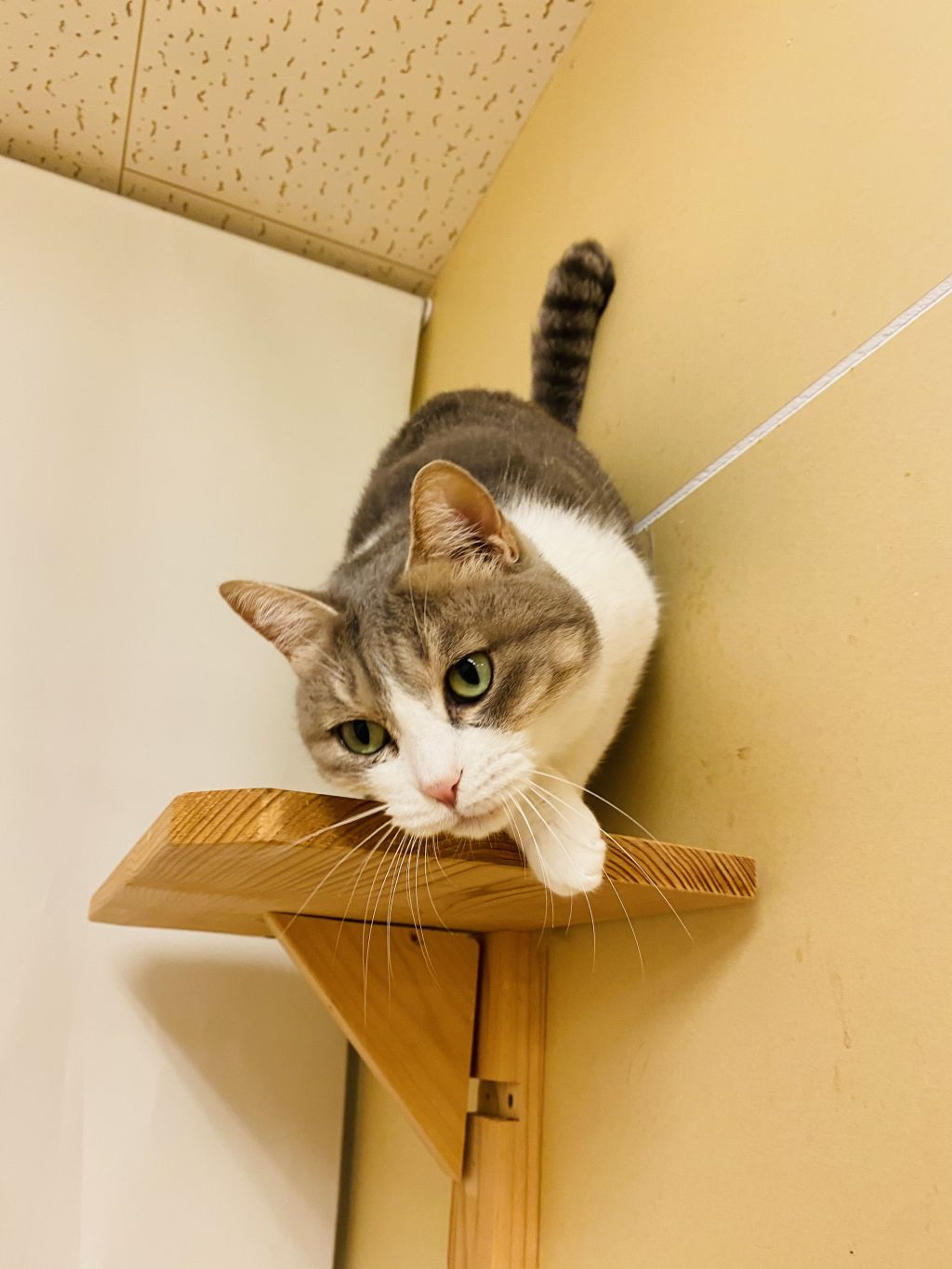 雑種（ミックス猫）・メスの里親募集の写真