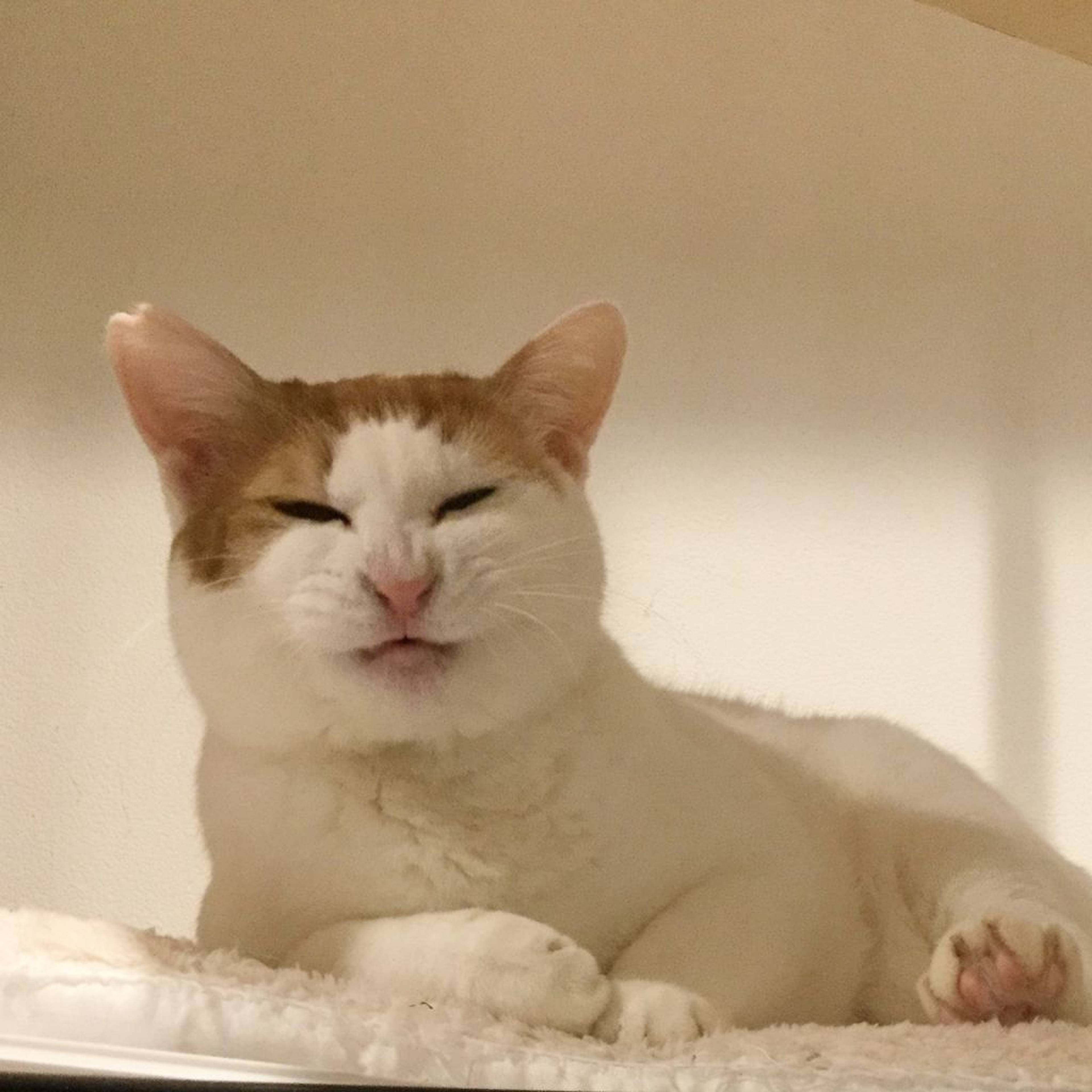 雑種（ミックス猫）・メスの里親募集の写真