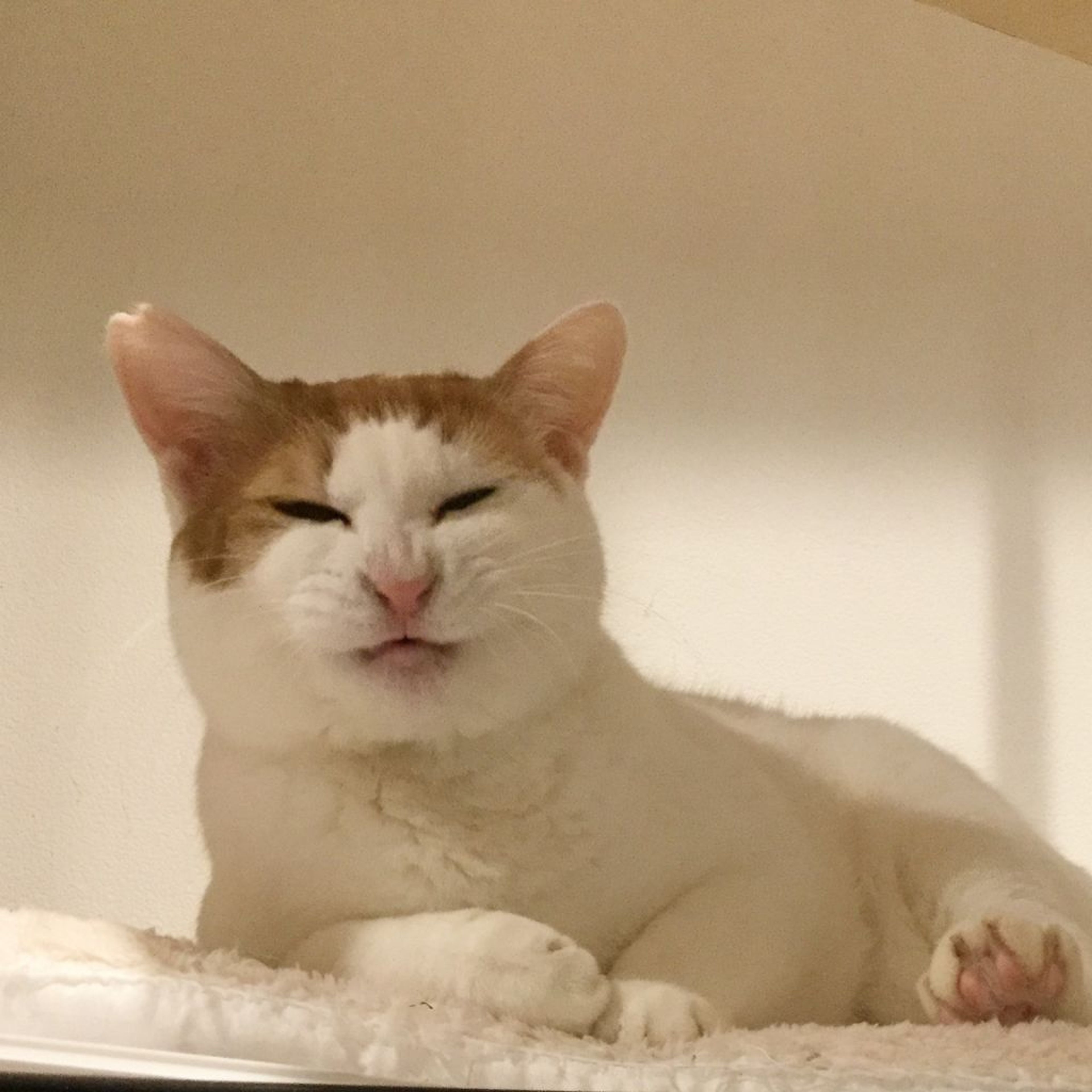 雑種（ミックス猫）・メスの里親募集の写真
