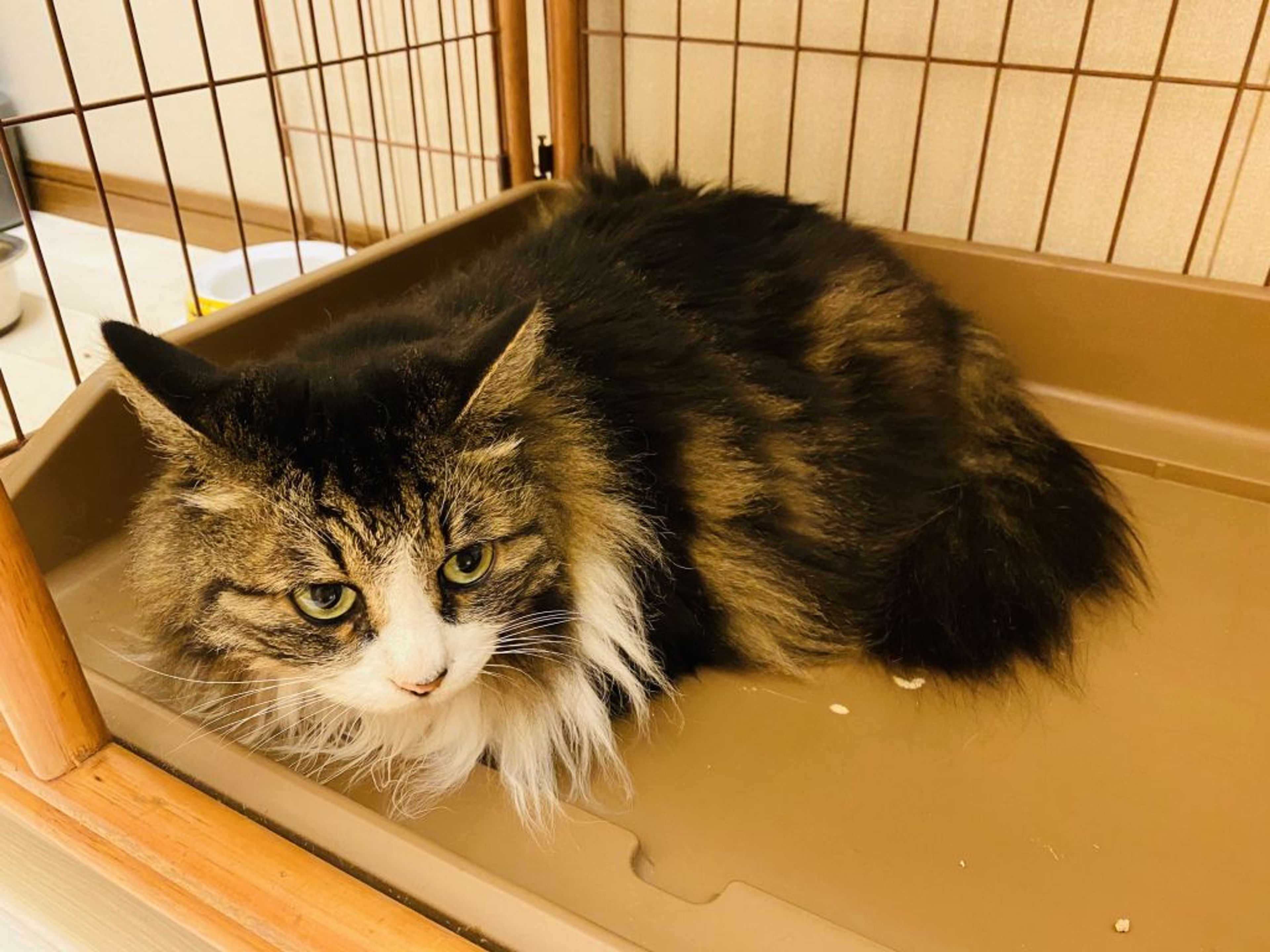 pet-image-3