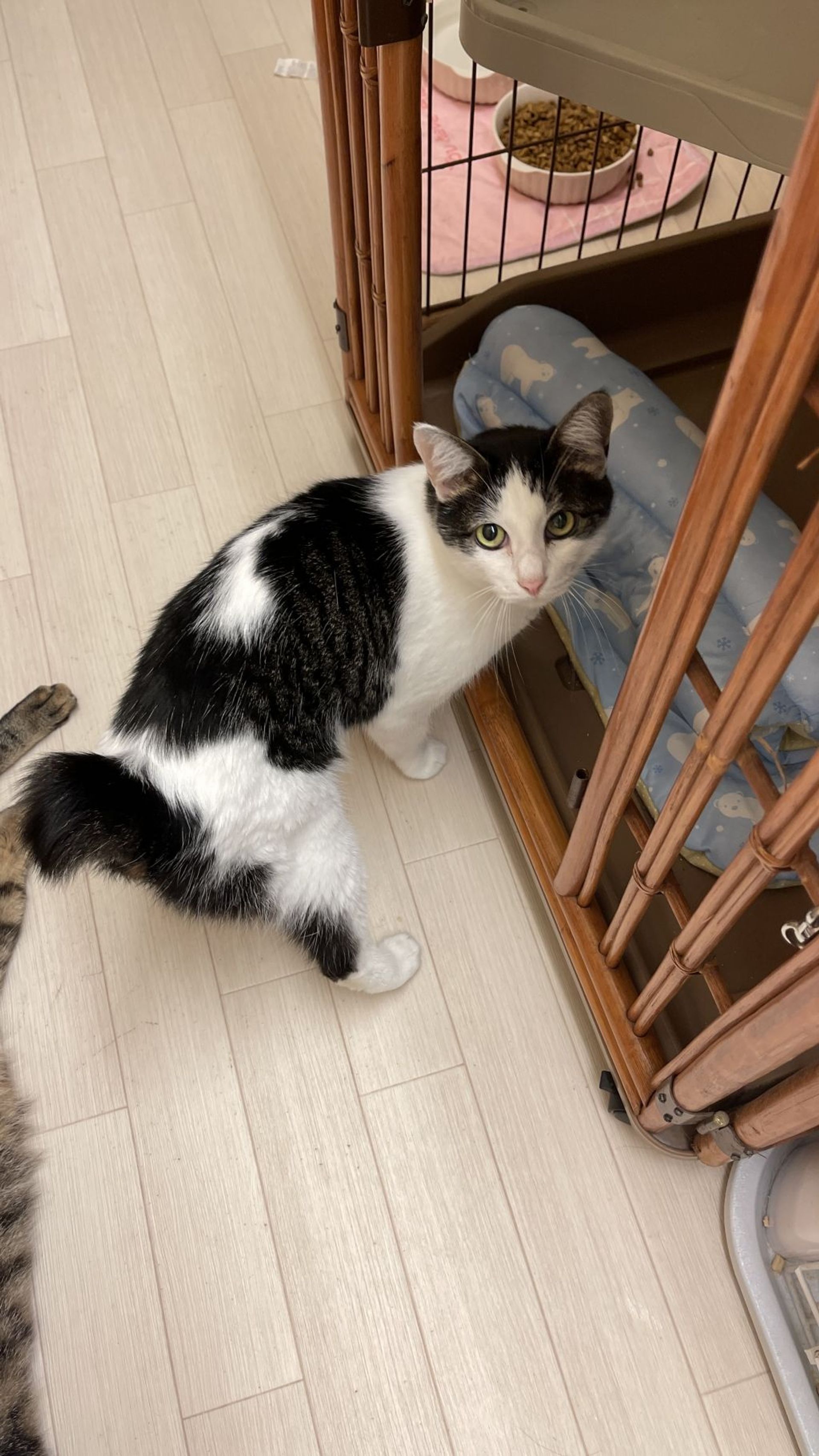 雑種（ミックス猫）・メスの里親募集の写真