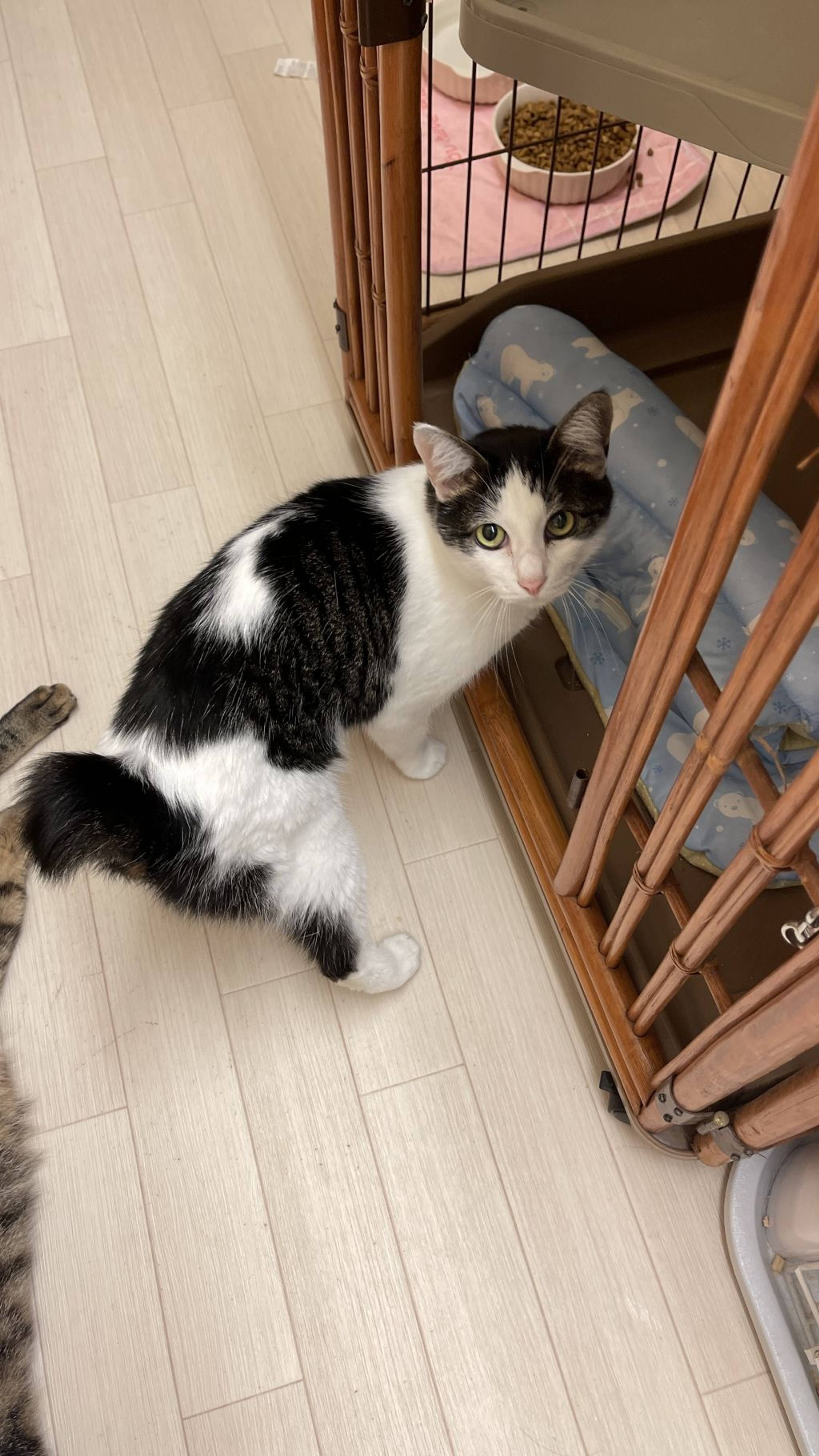 雑種（ミックス猫）・メスの里親募集の写真