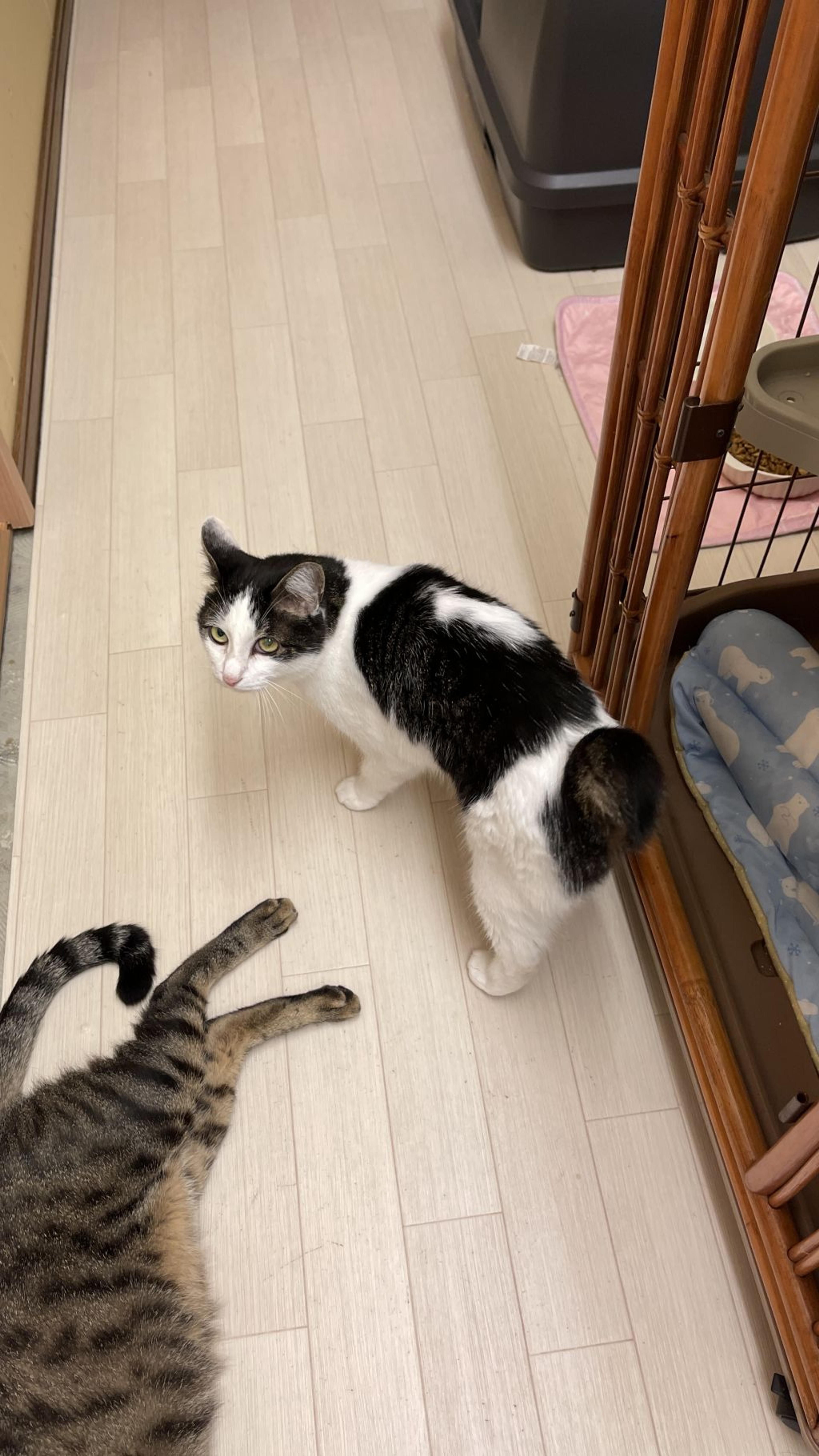 pet-image-2