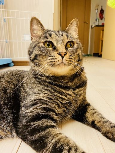 みかんの写真