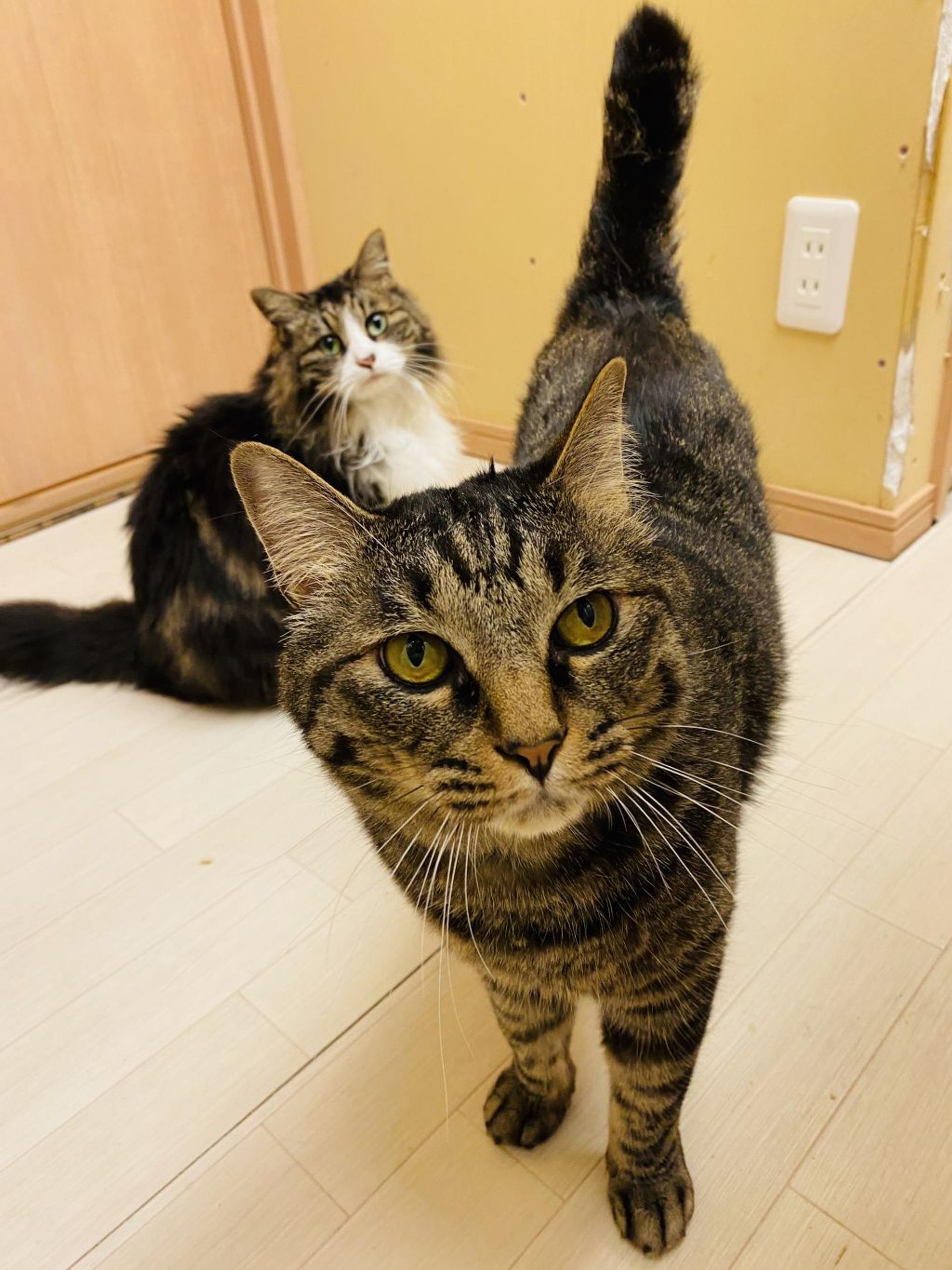pet-image-2