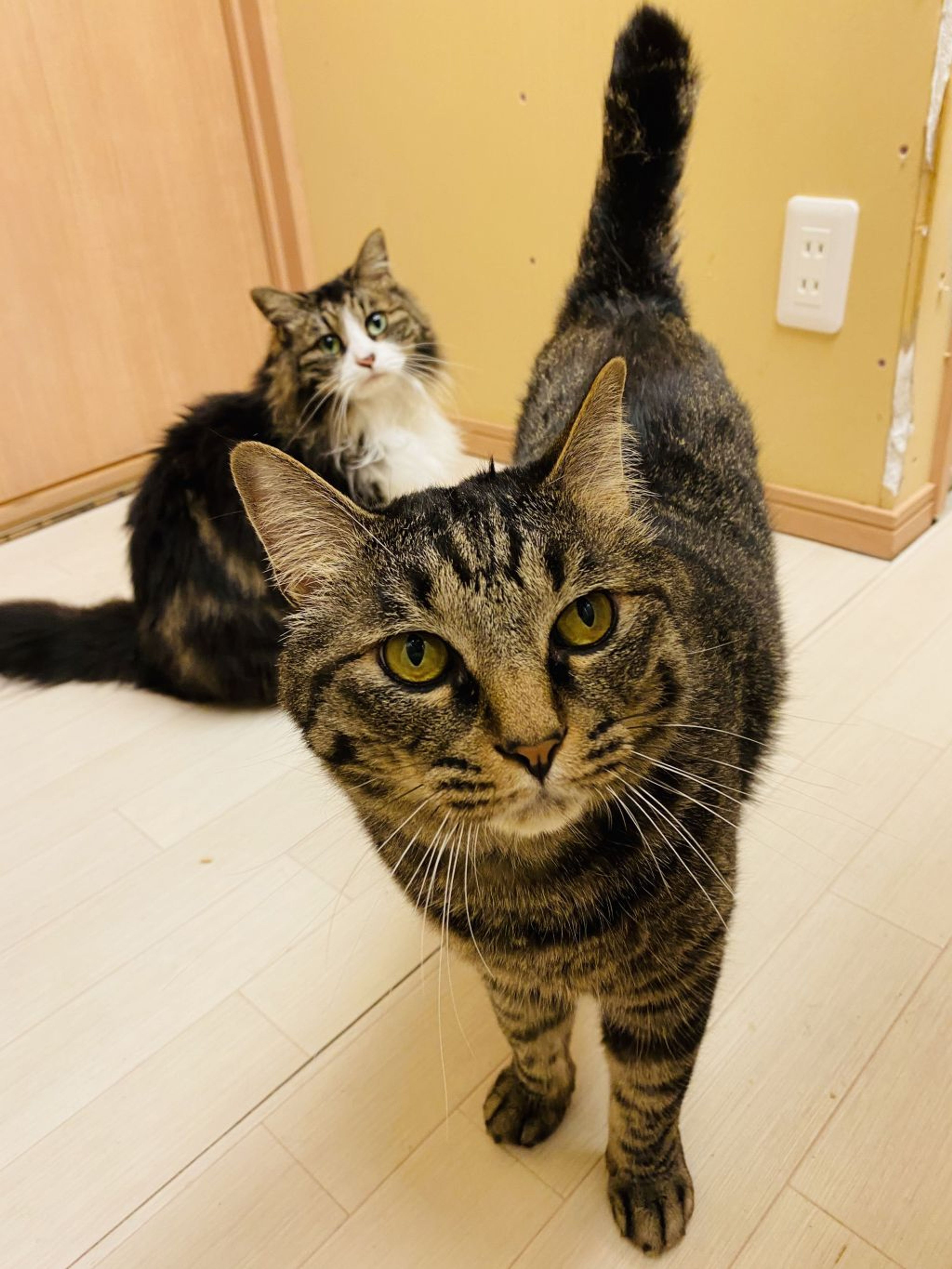 pet-image-2