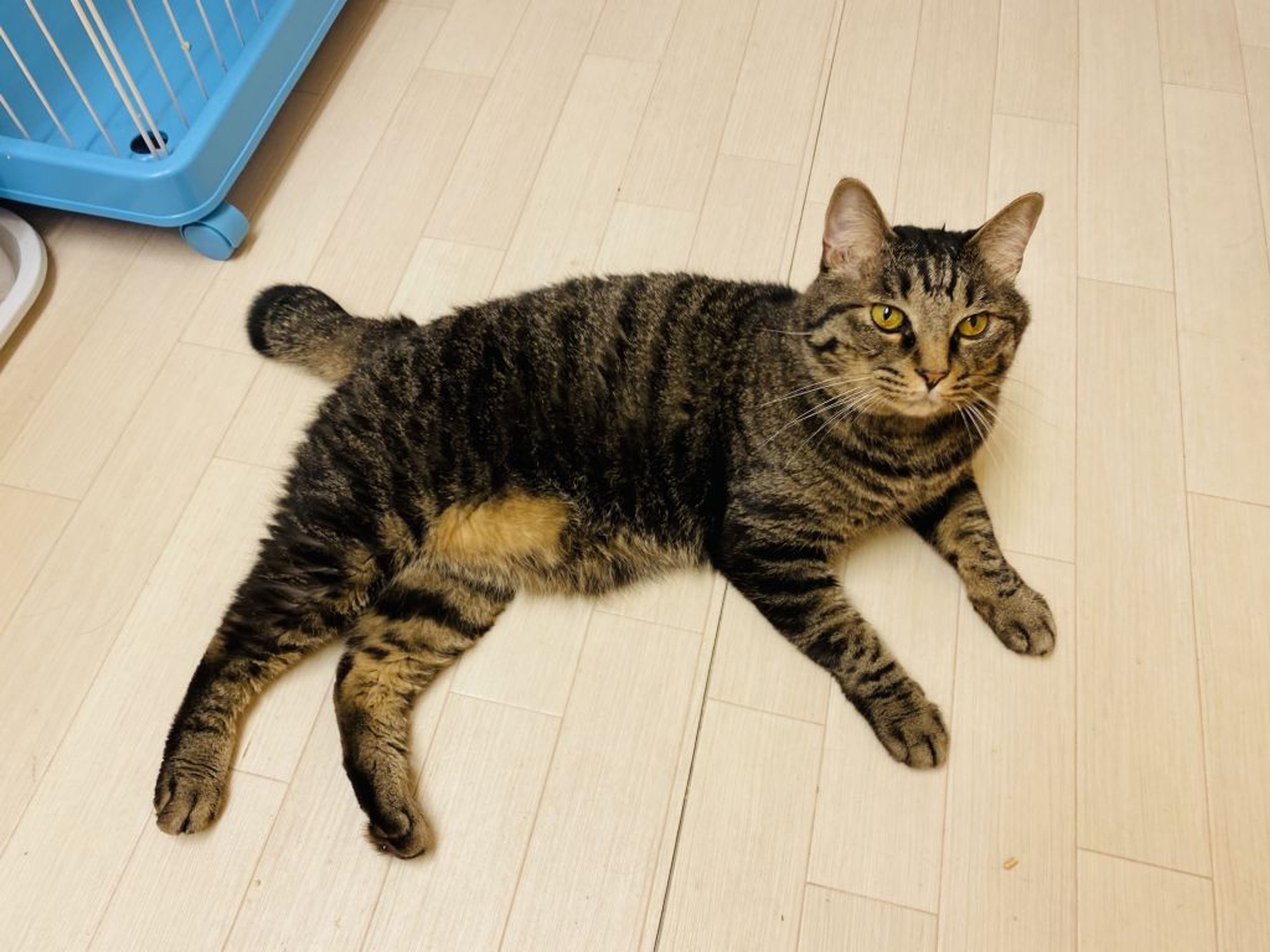 pet-image-3