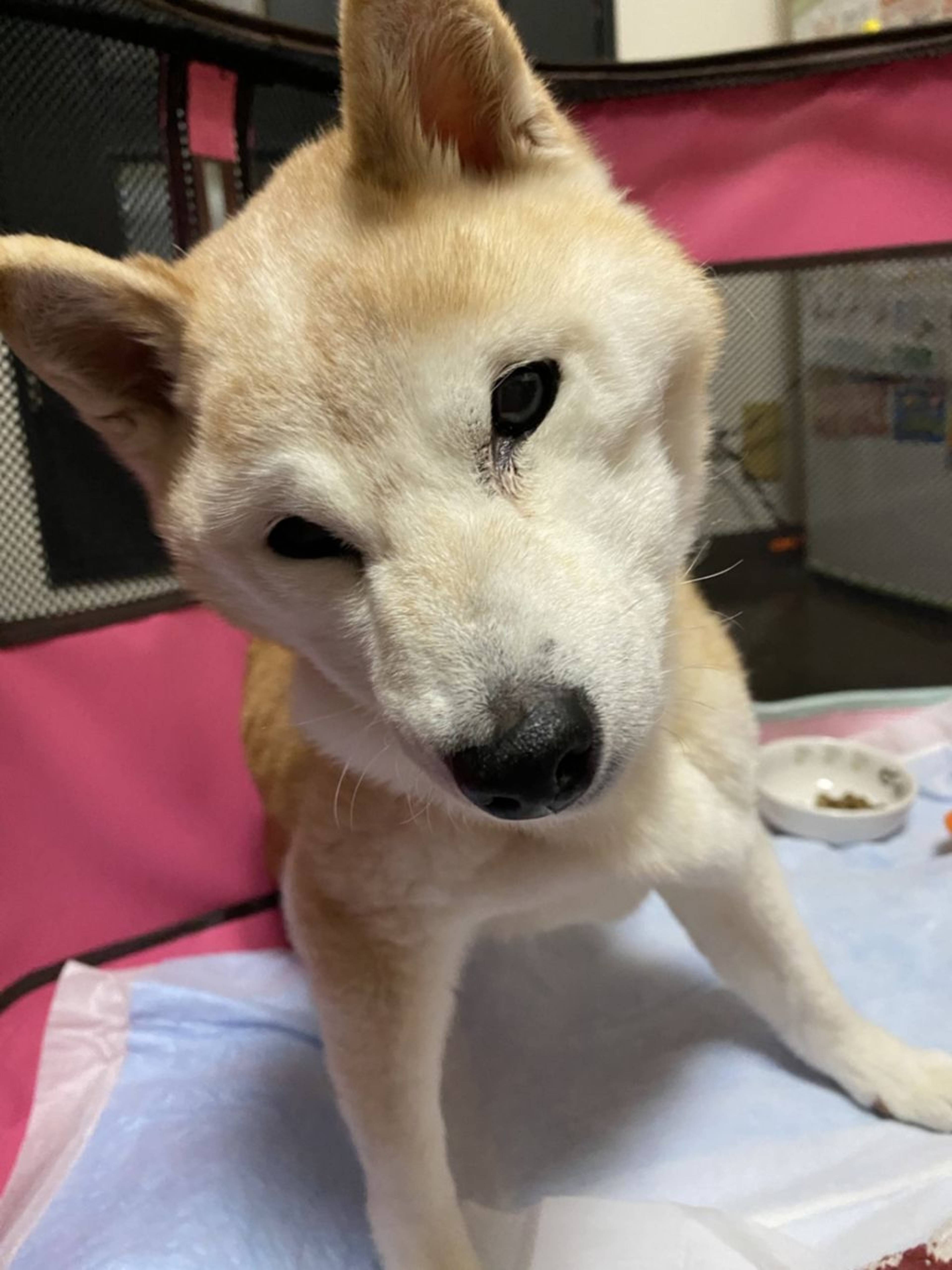柴犬・メスの里親募集の写真