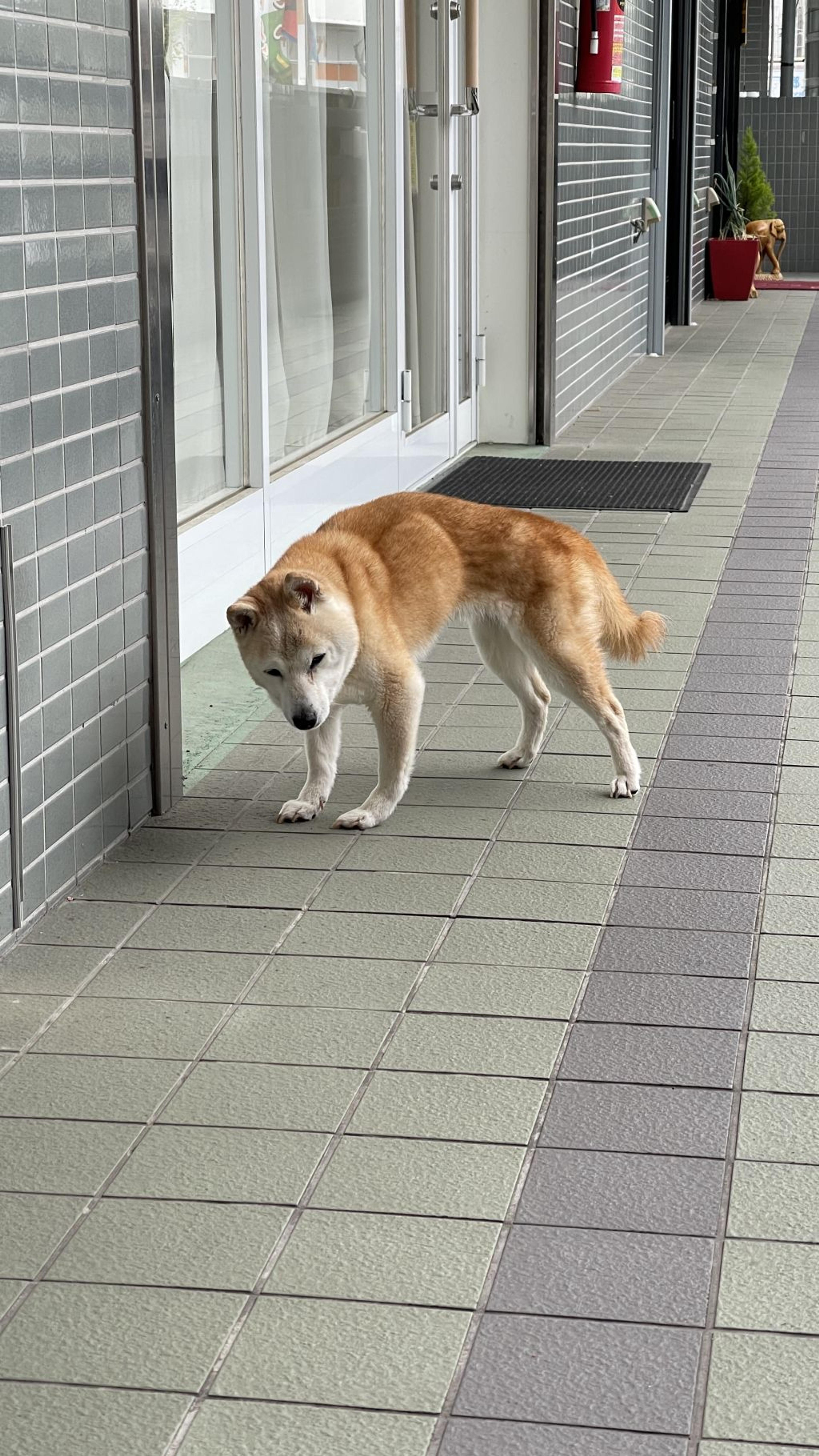 pet-image-3