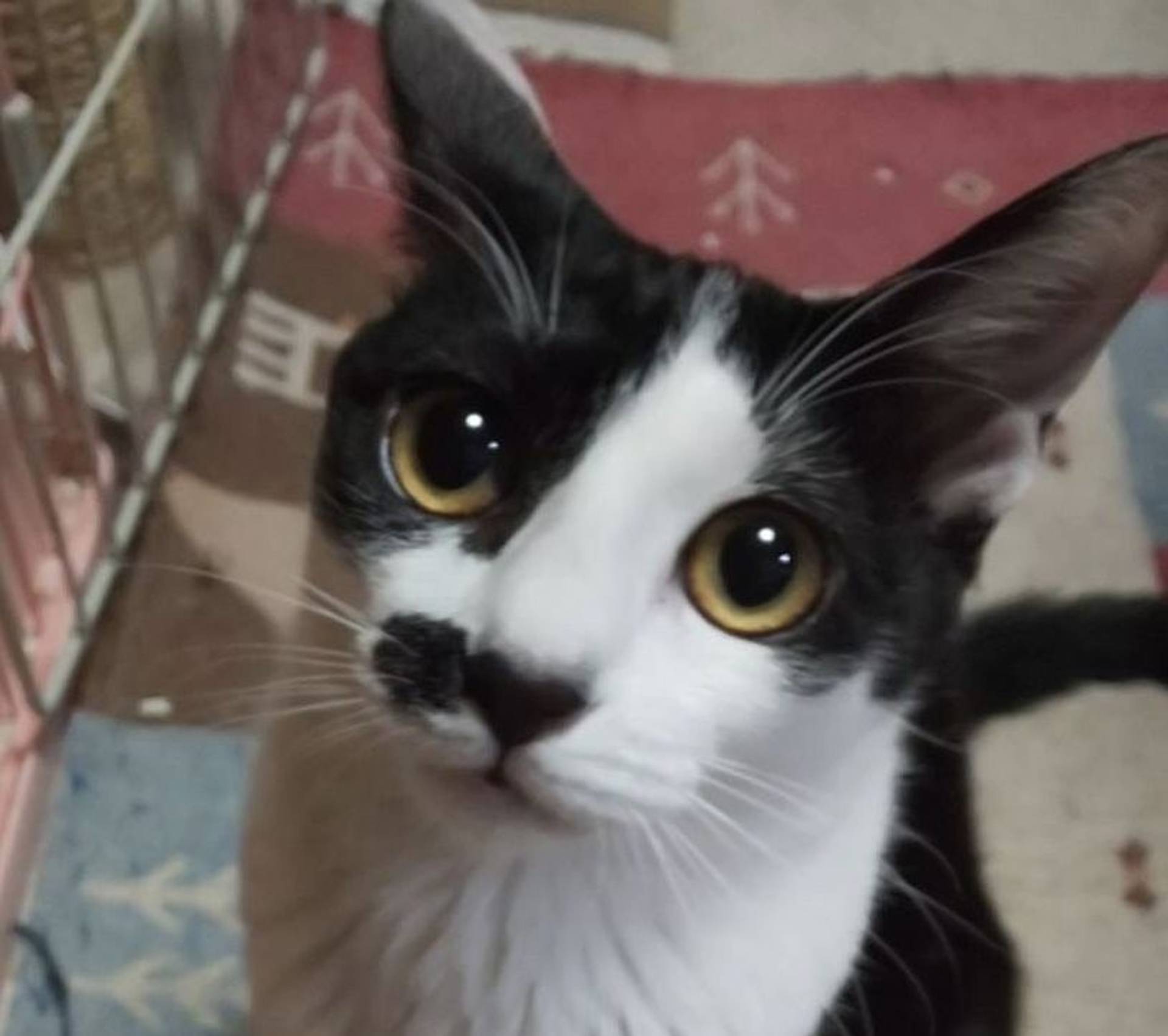 雑種（ミックス猫）・メスの里親募集の写真