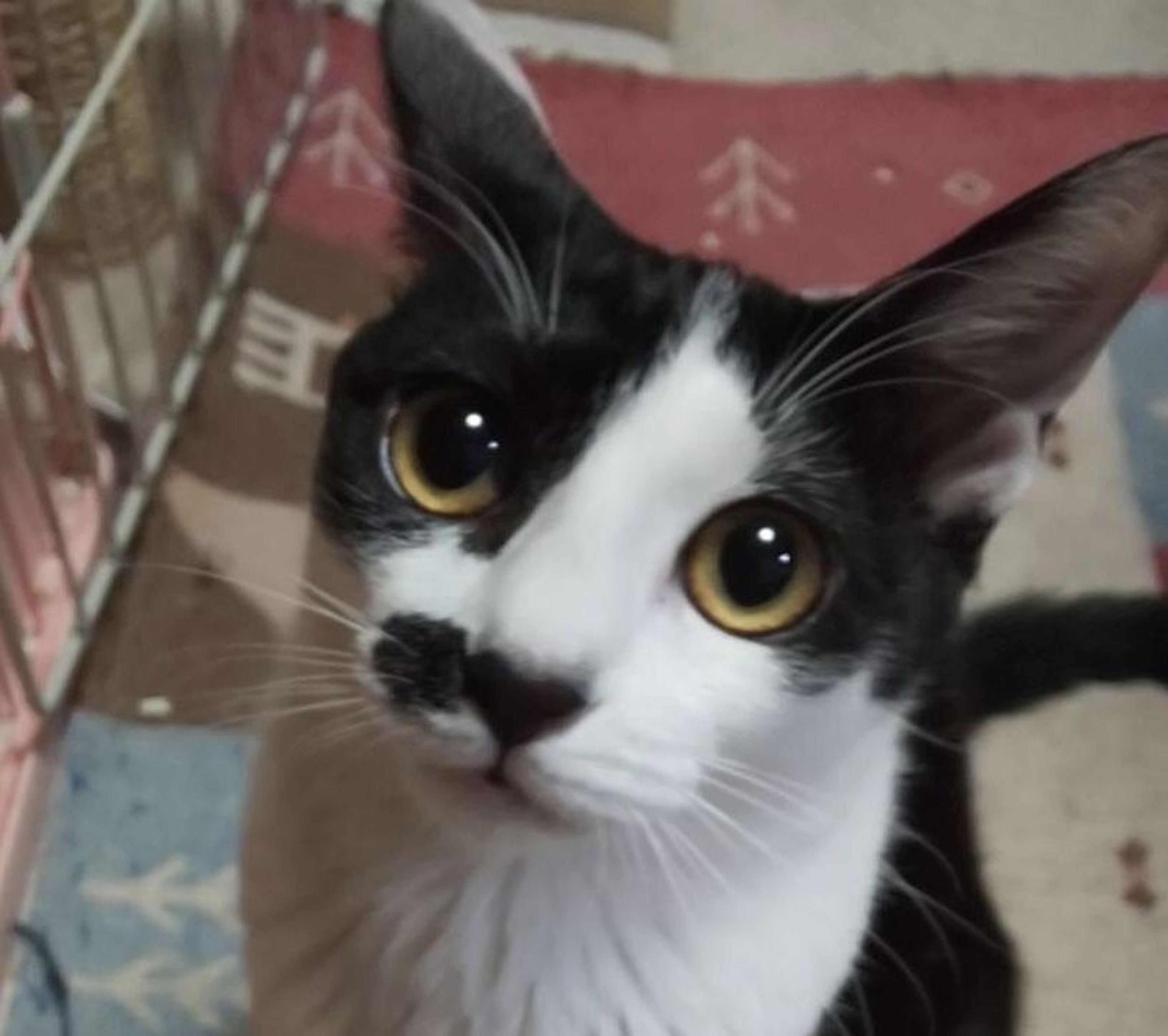 雑種（ミックス猫）・メスの里親募集の写真