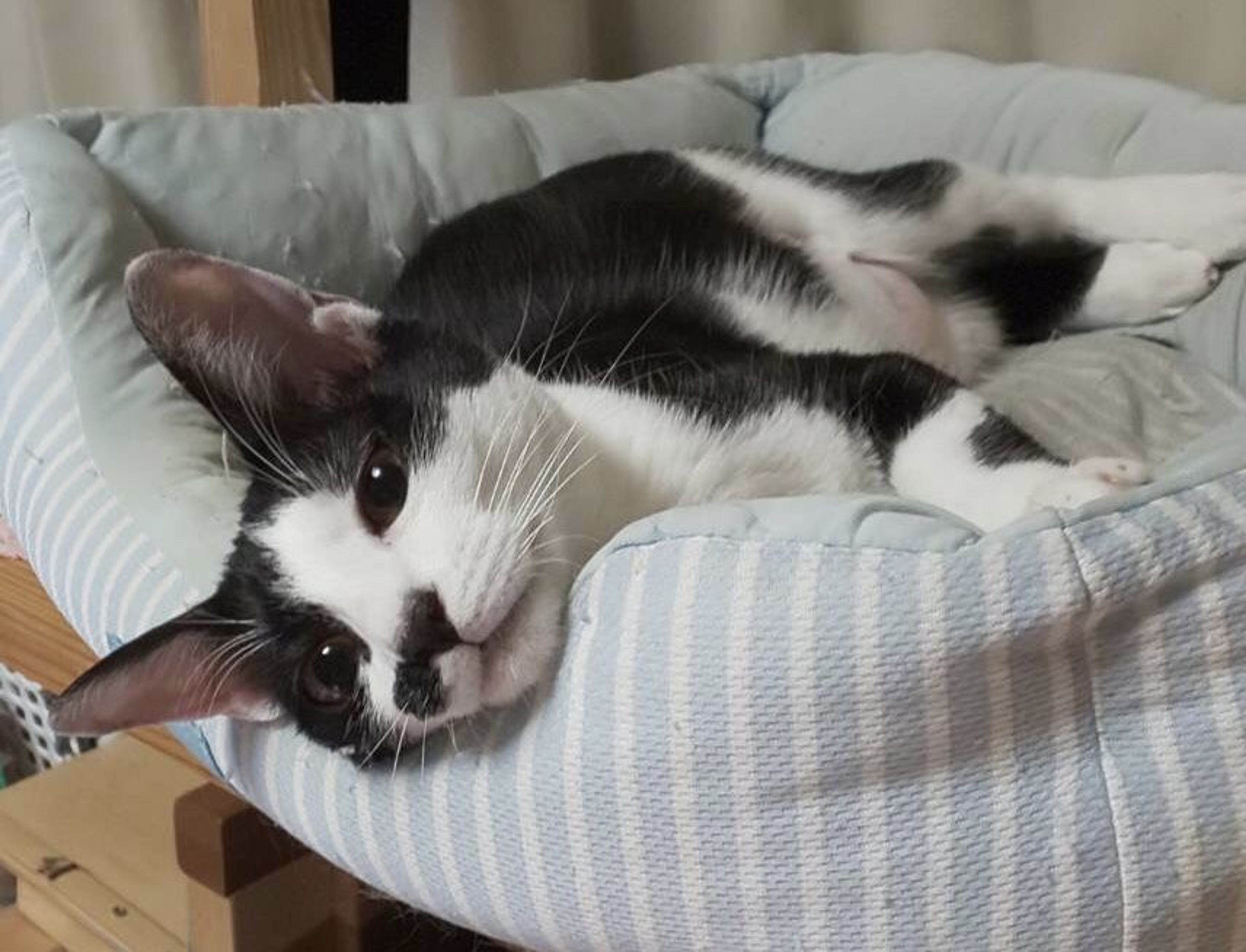 pet-image-3