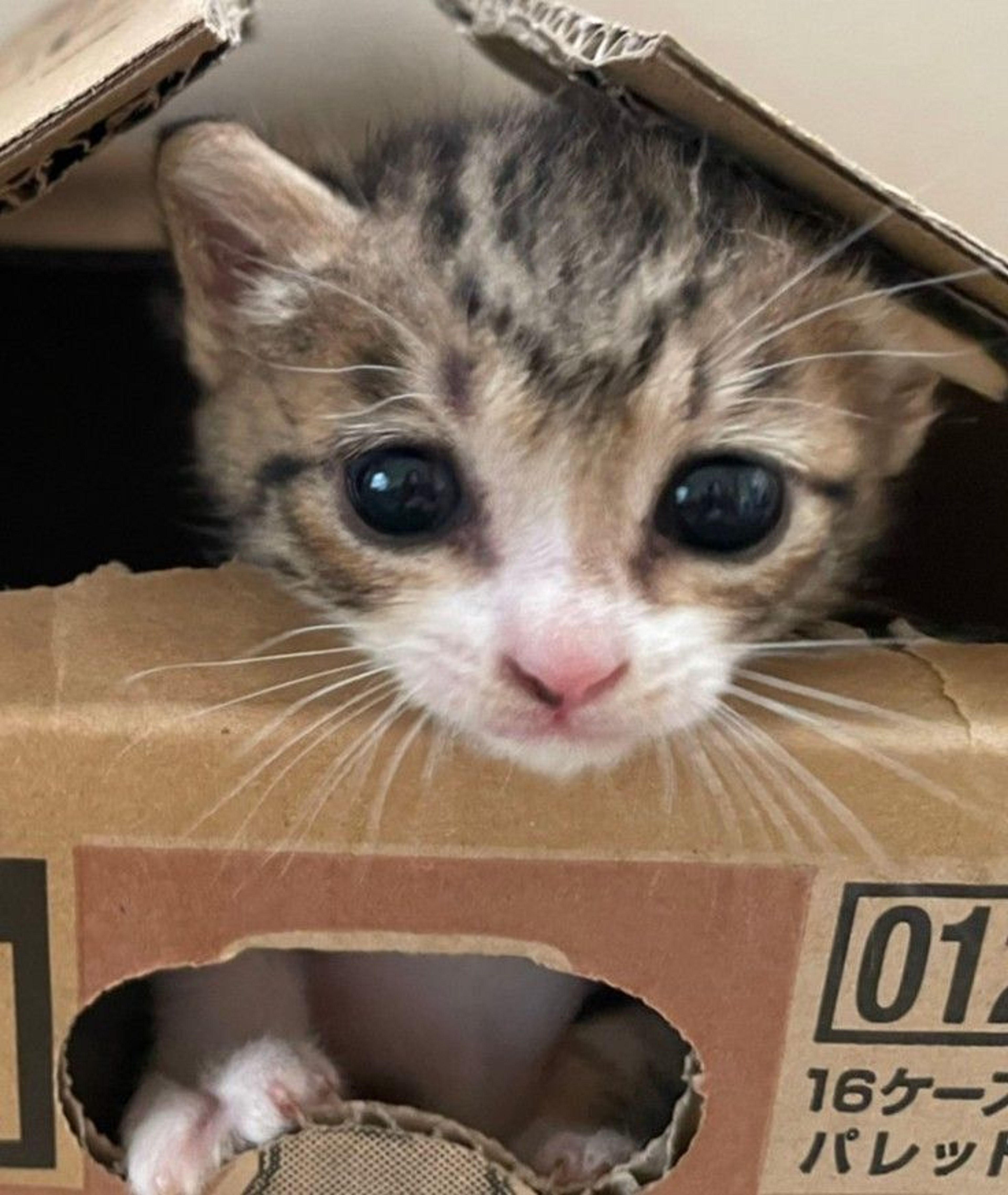 雑種（ミックス猫）・メスの里親募集の写真