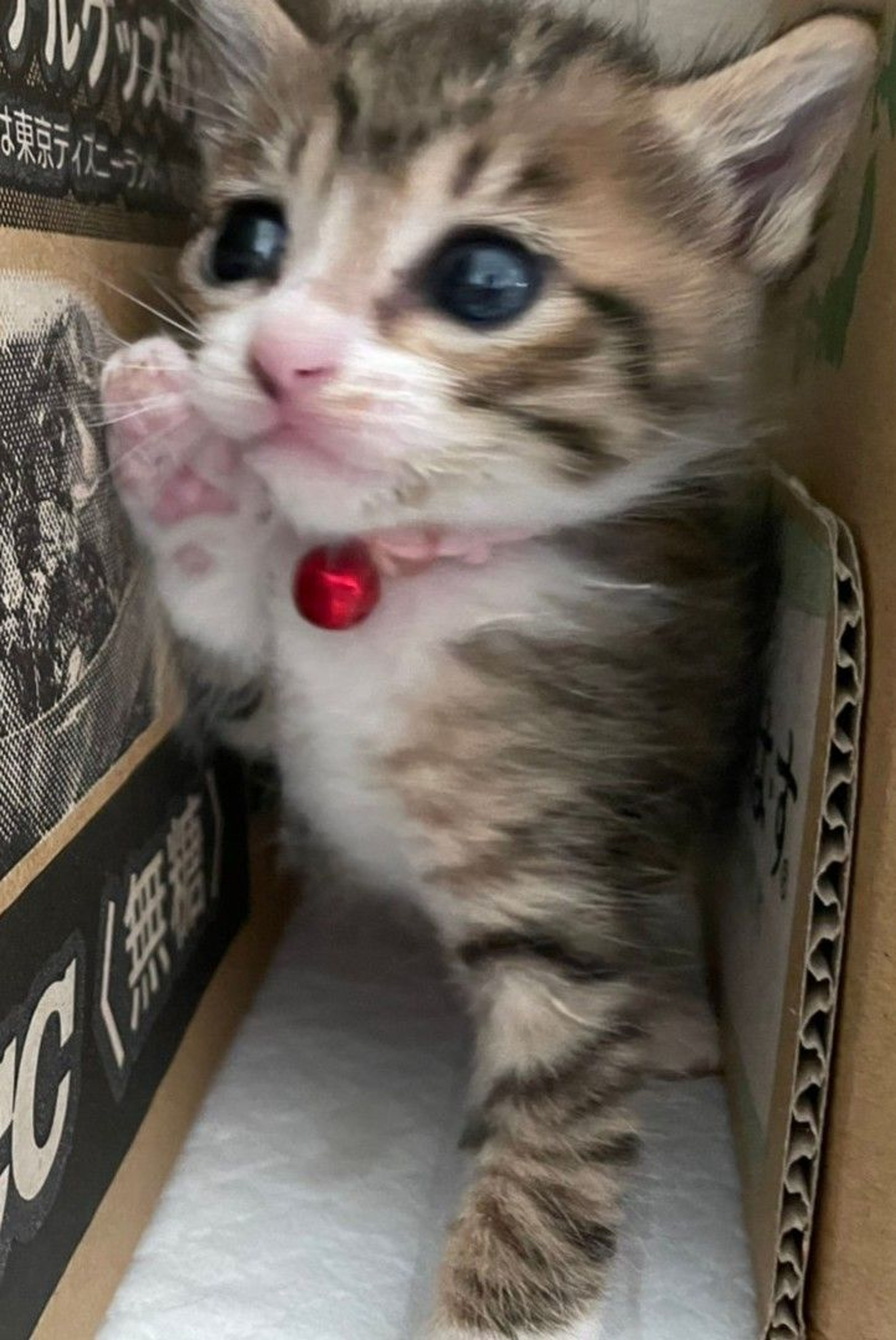 pet-image-4